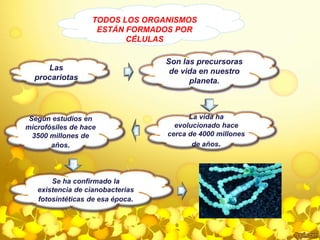 TODOS LOS ORGANISMOS 
ESTÁN FORMADOS POR 
CÉLULAS 
Las 
procariotas 
Son las precursoras 
de vida en nuestro 
planeta. 
La vida ha 
evolucionado hace 
cerca de 4000 millones 
de años. 
Según estudios en 
microfósiles de hace 
3500 millones de 
años. 
Se ha confirmado la 
existencia de cianobacterias 
fotosintéticas de esa época. 
 