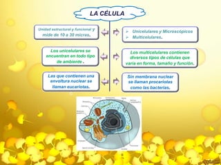 LA CÉLULA 
Unidad estructural y funcional y 
mide de 10 a 30 micras. 
Los unicelulares se 
encuentran en todo tipo 
de ambiente . 
 Unicelulares y Microscópicos 
 Multicelulares. 
Los multicelulares contienen 
diversos tipos de células que 
varia en forma, tamaño y función. 
Las que contienen una 
envoltura nuclear se 
llaman eucariotas. 
c 
Sin membrana nuclear 
se llaman procariotas 
como las bacterias. 
 