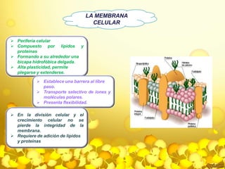 LA MEMBRANA 
CELULAR 
 Periferia celular 
 Compuesto por lípidos y 
proteínas 
 Formando a su alrededor una 
bicapa hidrofóbica delgada. 
 Alta plasticidad, permite 
plegarse y extenderse. 
 Establece una barrera al libre 
paso. 
 Transporte selectivo de iones y 
moléculas polares. 
 Presenta flexibilidad. 
 En la división celular y el 
crecimiento celular no se 
pierde la integridad de la 
membrana. 
 Requiere de adición de lípidos 
y proteínas 
 