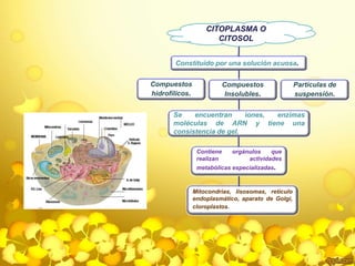 CITOPLASMA O 
CITOSOL 
Constituido por una solución acuosa. 
Compuestos 
hidrofílicos. 
Compuestos 
Insolubles. 
Partículas de 
suspensión. 
Se encuentran iones, enzimas 
moléculas de ARN y tiene una 
consistencia de gel. 
Contiene orgánulos que 
realizan actividades 
metabólicas especializadas. 
Mitocondrias, lisosomas, retículo 
endoplasmático, aparato de Golgi, 
cloroplastos. 
 