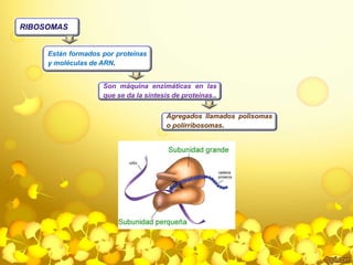 RIBOSOMAS 
Están formados por proteínas 
y moléculas de ARN. 
Son máquina enzimáticas en las 
que se da la síntesis de proteínas.. 
Agregados llamados polisomas 
o polirribosomas. 
 