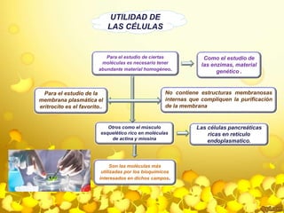 UTILIDAD DE 
LAS CÉLULAS 
Para el estudio de ciertas 
moléculas es necesario tener 
abundante material homogéneo. 
No contiene estructuras membranosas 
internas que compliquen la purificación 
de la membrana 
Otros como el músculo 
esquelético rico en moléculas 
de actina y miosina 
Para el estudio de la 
membrana plasmática el 
eritrocito es el favorito.. 
Son las moléculas más 
utilizadas por los bioquímicos 
interesados en dichos campos. 
Como el estudio de 
las enzimas, material 
genético . 
Las células pancreáticas 
ricas en retículo 
endoplasmatico. 
 