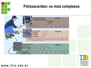 Polissacarídeo: os mais complexos
Amido
Glicogênio
Quitina
Celulose
 