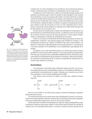 90 Bioquímica Humana
composición, lo cual las distingue de las alostéricas. Esta situación da origen a
estados conformacionales alternativos en dependencia de la composición.
La diferencia en la composición se debe a la existencia de grupos químicos de
naturaleza no proteínica que se unen a la enzima. Lo que distingue a estas enzimas
de las alostéricas es que estos grupos están unidos a la enzima de forma covalente
y de ahí el nombre del mecanismo. Existe entonces una forma de la enzima modi-
ficada y una no modificada. Estas formas son interconvertibles pero como se trata
de la formación o ruptura de enlaces covalentes se requiere de una pareja de enzimas
para catalizar el paso de una forma a la otra. Lo más importante para el meca-
nismo es que las dos formas difieren en su grado de actividad siendo siempre una
de ellas mucho más activa que la otra.
El mecanismo de modificación covalente más difundido en la naturaleza es el
de fosforilación y desfosforilación de enzimas. La diferencia entre las dos formas
de la enzima consiste en que una de ellas presenta uno o varios grupos fosfatos
unidos covalentemente a residuos de aminoácidos de la enzima.
Todos los sistemas de fosforilación desfosforilación presentan al menos dos
componentes esenciales: una proteína quinasa que fosforila las enzimas y una
fosfoproteína fosfatasa que cataliza la hidrólisis del enlace éster fosfórico. La
figura 6.17 representa esquemáticamente estas transformaciones. La forma activa
y la inactiva pueden ser la modificada o la no modificada lo que depende de la
enzima.
En algunos casos entre la proteína quinasa y la enzima que realiza el efecto
metabólico existen otras proteínas quinasas con un mayor grado de especificidad.
Esto hace que se produzca una considerable amplificación de la señal inicial, pues
como todos los intermediarios del mecanismo son enzimas, cada una de ellas pue-
de catatalizar la transformación de un número considerable de moléculas de sus
sustratos que también son enzimas.
Isoenzimas
Las isoenzimas son proteínas que catalizan la misma reacción ; con los mis-
mos requerimientos pero con propiedades cinéticas y físicoquímicas diferentes, lo
cual permitió su descubrimiento y estudio. El primer caso conocido y por ello el
más estudiado es el de la lactato deshidrogenasa (LDH).
Esta enzima existe en todos los tejidos y en todos ellos cataliza la misma
reacción:
Fig. 6.17. Se muestra un esquema del meca-
nismo de modificación covalente por
fosforilación.Losestadosconformacionalesde
la enzima dependen de la unión covalente del
grupo fosfato. Una quinasa transfiere el grupo
fosfato delATPhacia la enzima y una fosfatasa
lo retira. La actividad total de la enzima de-
pende de la concentración de cada una de las
formas de la enzima.
En este caso el NAD+
es un cofactor que acepta los átomos de hidrógeno separados
del lactato por la enzima.
La isoenzima presente en el corazón tiene mayor afinidad por el lactato y está favore-
cida la reacción de izquierda a derecha, mientras que la isoenzima del músculo esquelético
tiene mayor afinidad por el piruvato y favorece la reacción contraria.
Se descubrió que la LDH está formada por dos tipos de cadenas polipeptídicas y que
la molécula contiene en total cuatro cadenas. Como la del corazón contiene un solo tipo de
cadena a esta se le denominó H (de heart = corazón) y al darse la misma situación en el
http://MedicoModerno.Blogspot.com
 