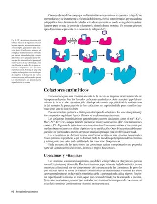 92 Bioquímica Humana
Comoenelcasodeloscomplejosmultienzimáticosestasenzimasnopermitenlafugadelos
intermediarios y se incrementa la eficiencia del sistema, pero al estar formadas por una cadena
polipeptídicaúnicalasíntesisdetodaslasactividadesenzimáticaspuedeserreguladacoordina-
damente pues se trata de controlar solamente la síntesis de una proteína. Un resumen de estos
tipos de enzimas se presenta en el esquema de la figura 6.19.
Fig. 6.19. Las enzimas presentan tres
formas básicas de organización. En
la parte superior se representa una en-
zima simple, que cataliza una reac-
ción única. En el centro aparece un
complejo multienzimático formado
por varias subunidades (en colores
diferentes) pero agrupadas de tal for-
ma que los intermediarios pasan del
centro activo de una subunidad a otra
sin difundir al medio. En la parte in-
ferior se representa una enzima
multifuncional. Se trata de una sola
cadena polipeptídica cuyo repliegue
da origen a la formación de varios
centros activos por los cuales pasan
los intermediarios sin abandonar la
superficie de la enzima.
Cofactores enzimáticos
En ocasiones para una reacción además de la enzima se requiere de otra molécula de
bajo peso molecular. Son los llamados cofactores enzimáticos.Aún cuando el papel deter-
minante lo lleva a cabo la enzima y de ella depende tanto la especificidad de acción como
la del sustrato, la participación de los cofactores es imprescindible pues sin ellos hay
reacciones que no son posibles.
Por su estructura química se distinguen dos tipos de cofactores: los iones inorgánicos y
los compuestos orgánicos.Aestos últimos se les denomina coenzimas.
Los cofactores inorgánicos son generalmente cationes divalentes como el Mg2+
, Ca2+
,
Mn2+
,Zn2+
,Fe2+
,etc.,aunquetambiénpuedensermonovalentescomoelK+
einclusoaniones
como el Cl-
. Algunos de estos iones se encuentran tan firmemente unidos a la enzima que
puedenobtenersejuntoconellaenelprocesodesupurificación.Otroslohacentandébilmente
que una vez purificada la enzima deben ser añadidos para que esta recobre su actividad.
Las coenzimas se definen como moléculas orgánicas que poseen propiedades
físico-químicas específicas y que no forman parte de la cadena polipeptídica de las enzimas
y actúan junto con estas en la catálisis de las reacciones bioquímicas.
En la mayoría de las reacciones las coenzimas actúan transportando una pequeña
parte del sustrato como electrones, átomos o grupos funcionales.
Coenzimas y vitaminas
Las vitaminas son sustancias químicas que deben ser ingeridas por el organismo para su
normal crecimiento y desarrollo. Muchas vitaminas, especialmente las hidrosolubles, tienen
importancia funcional por ser componentes de la estructura de las coenzimas. Es por ello
que muchas veces se habla de formas coenzimáticas de determinada vitamina. En estos
casos generalmente es en la porción vitamínica de la coenzima donde radica el grupo funcio-
nal específico de la misma, es decir, aquel que es transformado por la acción de la enzima.
Pero es necesario tener presente que no todas las vitaminas forman parte de coenzimas, ni
todas las coenzimas contienen una vitamina en su estructura.
http://MedicoModerno.Blogspot.com
 