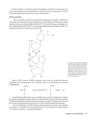 Capítulo 6. Biocatalizadores 93
En este capítulo se estudiarán a manera de ejemplo cuatro de las coenzimas que con
más frecuencia aparecen en el metabolismo celular. El resto de las coenzimas se estudia-
rán cuando tengan participación en un proceso determinado.
Piridín nucleótidos
Estas coenzimas presentan la nicotinamida, integrante del complejo vitamínico B
como parte de su estructura, que está compuesta por un nucleótido de nicotinamida y otro de
adenina unidos por un enlace anhídrido fosfórico 5'-5'. Existen dos formas coenzimáticas: el
nicotinadenindinucleótido (NAD+
) y el nicotinadenindinucleótido fosfatado (NADP+
). La
estructura del NAD+
se muestra en la figura 6.20.
Fig. 6.20. El nicotín adenín dinucleótido
(NADH+
)estáformadoporunnucleótido
de nicotinamida como aparece en la par-
tesuperioryunodeadenina(AMP)como
aparece en la parte inferior. Los dos
nucleótidos están unidos por un enlace
anhídrido fosfórico. Observen que en la
forma oxidada el nitrógeno del anillo de
nicotinamidaestetravalenteyporesopre-
senta una carga positiva.
Tanto el NAD+
como el NADP+
participan en reacciones de oxidación reducción
catalizadas por deshidrogenasas. Una reacción típica es la catalizada por la alcohol
deshidrogenasa:
Los piridín nucleótidos funcionan con enzimas que sustraen (o incorporan) al sustrato
dos átomos de hidrógenos unidos (directa o indirectamente) al mismo átomo de carbono;
Transfieren equivalentes de reducción entre dos sustratos o entre un sustrato y otra coenzima
por lo cual su funcionamiento representa un ciclo de oxidación reducción alternante.
En el metabolismo, el NAD+
funciona generalmente en reacciones de oxidación
de sustratos, y el NADP+
en las de reducción, por lo cual el primero es eminentemente
un coenzima catabólico y el segundo anabólico.
http://MedicoModerno.Blogspot.com
 