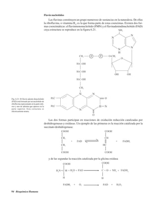 94 Bioquímica Humana
Fig. 6.21. El flavín adenín dinucleótido
(FAD) está formado por un nucleótido de
riboflavina representado en la parte infe-
rior y uno de adenina que aparece en la
parte superior. Esta estructura es
eléctricamente neutra.
y de las segundas la reacción catalizada por la glicina oxidasa
Flavín nucleótidos
Las flavinas constituyen un grupo numeroso de sustancias en la naturaleza. De ellas
la riboflavina, o vitamina B2
, es la que forma parte de estas coenzimas. Existen dos for-
mas coenzimáticas: el flavinmononucleótido (FMN) y el flavinadenindinucleótido (FAD)
cuya estructura se reproduce en la figura 6.21.
Las dos formas participan en reacciones de oxidación reducción catalizadas por
deshidrogenasas y oxidasas. Un ejemplo de las primeras es la reacción catalizada por la
succinato deshidrogenasa:
http://MedicoModerno.Blogspot.com
 