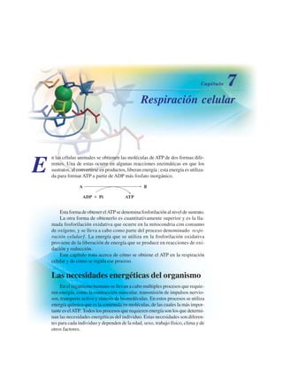 Respiración celular
E
n las células animales se obtienen las moléculas de ATP de dos formas dife-
rentes. Una de estas ocurre en algunas reacciones enzimáticas en que los
sustratos, al convertirse en productos, liberan energía ; esta energía es utiliza-
da para formar ATP a partir de ADP más fosfato inorgánico.
Esta forma de obtener elATPse denomina fosforilación al nivel de sustrato.
La otra forma de obtenerlo es cuantitativamente superior y es la lla-
mada fosforilación oxidativa que ocurre en la mitocondria con consumo
de oxígeno, y se lleva a cabo como parte del proceso denominado “respi-
ración celular”. La energía que se utiliza en la fosforilación oxidativa
proviene de la liberación de energía que se produce en reacciones de oxi-
dación y reducción.
Este capítulo trata acerca de cómo se obtiene el ATP en la respiración
celular y de cómo se regula ese proceso.
Las necesidades energéticas del organismo
En el organismo humano se llevan a cabo múltiples procesos que requie-
ren energía, como la contracción muscular, transmisión de impulsos nervio-
sos, transporte activo y síntesis de biomoléculas. En estos procesos se utiliza
energía química que es la contenida en moléculas, de las cuales la más impor-
tante es elATP. Todos los procesos que requieren energía son los que determi-
nan las necesidades energéticas del individuo. Estas necesidades son diferen-
tes para cada individuo y dependen de la edad, sexo, trabajo físico, clima y de
otros factores.
http://MedicoModerno.Blogspot.com
 