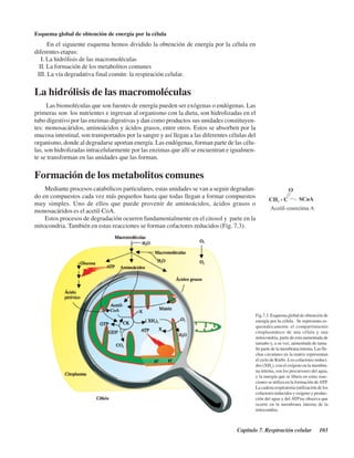 Capítulo 7. Respiración celular 103
Esquema global de obtención de energía por la célula
En el siguiente esquema hemos dividido la obtención de energía por la célula en
diferentes etapas:
I. La hidrólisis de las macromoléculas
II. La formación de los metabolitos comunes
III. La vía degradativa final común: la respiración celular.
La hidrólisis de las macromoléculas
Las biomoléculas que son fuentes de energía pueden ser exógenas o endógenas. Las
primeras son los nutrientes e ingresan al organismo con la dieta, son hidrolizadas en el
tubo digestivo por las enzimas digestivas y dan como productos sus unidades constituyen-
tes: monosacáridos, aminoácidos y ácidos grasos, entre otros. Estos se absorben por la
mucosa intestinal, son transportados por la sangre y así llegan a las diferentes células del
organismo, donde al degradarse aportan energía. Las endógenas, forman parte de las célu-
las, son hidrolizadas intracelularmente por las enzimas que allí se encuentran e igualmen-
te se transforman en las unidades que las forman.
Formación de los metabolitos comunes
Mediante procesos catabólicos particulares, estas unidades se van a seguir degradan-
do en compuestos cada vez más pequeños hasta que todas llegan a formar compuestos
muy simples. Uno de ellos que puede provenir de aminoácidos, ácidos grasos o
monosacáridos es el acetil-CoA.
Estos procesos de degradación ocurren fundamentalmente en el citosol y parte en la
mitocondria. También en estas reacciones se forman cofactores reducidos (Fig. 7.3).
Fig.7.3. Esquema global de obtención de
energía por la célula . Se representa es-
quemáticamente el compartimiento
citoplasmático de una célula y una
mitocondria, parte de esta aumentada de
tamaño y, a su vez, aumentada de tama-
ño parte de la membrana interna. Las fle-
chas circulares en la matriz representan
el ciclo de Krebs .Los cofactores reduci-
dos (XH2
), con el oxígeno en la membra-
na interna, son los precursores del agua,
y la energía que se libera en estas reac-
ciones se utiliza en la formación deATP.
La cadena respiratoria (utilización de los
cofactores reducidos y oxígeno y produc-
ción del agua y del ATP)se observa que
ocurre en la membrana interna de la
mitocondria.
http://MedicoModerno.Blogspot.com
 