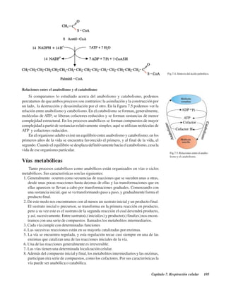Capítulo 7. Respiración celular 105
Relaciones entre el anabolismo y el catabolismo
Si comparamos lo estudiado acerca del anabolismo y catabolismo, podemos
percatarnos de que ambos procesos son contrarios: la asimilación y la construcción por
un lado, la destrucción y desasimilación por el otro. En la figura 7.5 podemos ver la
relación entre anabolismo y catabolismo. En el catabolismo se forman, generalmente,
moléculas de ATP; se liberan cofactores reducidos y se forman sustancias de menor
complejidad estructural. En los procesos anabólicos se forman compuestos de mayor
complejidad a partir de sustancias relativamente simples; aquí se utilizan moléculas de
ATP y cofactores reducidos.
En el organismo adulto existe un equilibrio entre anabolismo y catabolismo; en los
primeros años de la vida se encuentra favorecido el primero, y al final de la vida, el
segundo. Cuando el equilibrio se desplaza definitivamente hacia el catabolismo, cesa la
vida de ese organismo particular.
Vías metabólicas
Tanto procesos catabólicos como anabólicos están organizados en vías o ciclos
metabólicos. Sus características son las siguientes:
1. Generalmente ocurren como secuencias de reacciones que se suceden unas a otras,
desde unas pocas reacciones hasta decenas de ellas y las transformaciones que en
ellas aparecen se llevan a cabo por transformaciones graduales. Comenzando con
una sustancia inicial, que se va transformando paso a paso, y gradualmente forma el
producto final.
2. De este modo nos encontramos con al menos un sustrato inicial y un producto final.
El sustrato inicial o precursor, se transforma en la primera reacción en producto,
pero a su vez este es el sustrato de la segunda reacción el cual devendrá producto,
y así, sucesivamente. Entre sustrato(s) inicial(es) y producto(s) final(es) nos encon-
tramos con una serie de compuestos llamados los metabolitos intermediarios.
3. Cada vía cumple con determinadas funciones
4. Las sucesivas reacciones están en su mayoría catalizadas por enzimas.
5. La vía se encuentra regulada, y esta regulación recae casi siempre en una de las
enzimas que catalizan una de las reacciones iniciales de la vía.
6. Una de las reacciones generalmente es irreversible.
7. Las vías tienen una determinada localización celular.
8.Además del compuesto inicial y final, los metabolitos intermediarios y las enzimas,
participan otra serie de compuestos, como los cofactores. Por sus características la
vía puede ser anabólica o catabólica.
Fig.7.5. Relaciones entre el anabo-
lismo y el catabolismo.
Fig.7.4. Síntesis del ácido palmítico.
http://MedicoModerno.Blogspot.com
 