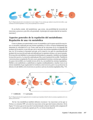 Capítulo 7. Respiración celular 107
Es un hecho común del metabolismo que exista esta posibilidad de inversión de
reacciones y procesos y por ello se ha postulado “el principio de reciprocidad de las transfor-
maciones”.
Aspectos generales de la regulación del metabolismo:
Regulación de una vía metabólica
Comoseplanteaconanterioridad,enunavíametabólica,porlomenosunadelasreaccio-
nes se encuentra catalizada por una enzima reguladora, lo cual es el factor fundamental que
determina la velocidad de la vía. Como cada una de las reacciones de la vía depende del
producto de la anterior, es por ello que solo se necesita una enzima reguladora al principio de
una vía. Si la enzima se encuentra activada, así lo estará la vía, pues la concentración del
producto de esa reacción activada será utilizado por la siguiente enzima y así sucesivamente.
Si la reacción está inhibida, la concentración del producto es pequeño y también esta limitada
la reacción sucesiva. La reacción catalizada por ella es por lo general irreversible.También la
víainversatienesuregulación.Enestoscasos,generalmentelaenzimaoenzimasquecatalizan
los pasos irreversibles en el sentido inverso de la vía, son también las enzimas reguladoras.
Debido a esto anabolismo y catabolismo se regulan coordinadamente y muchas veces es un
mismometabolitoelqueregulatantolavíadirectacomolainversa,perosisuacciónenlavía
directa es la de inhibir, en la vía inversa su acción es activar a la enzima reguladora (Fig. 7.9).
Fig.7.8. Representación de la inversión de la vía de la figura 7.6. La enzima que cataliza la reacción irreversible, y que
constituye la enzima reguladora, es la E6.
Esta no participa en la vía directa.
Fig.7.9. Representación de la regulación de la vía anterior por el producto final G sobre las enzimas reguladoras de la vía
directa y de la inversa.
En las vías metabólicas también debemos reconocer las reacciones en las que se
forma o se consumeATP, así como las reacciones en las que intervienen cofactores. En la
figura 7.6 vemos que en la reacción 4 un determinado cofactor transfiere del compuesto D
un grupo químico o molécula captado por X y se forma el producto F.
http://MedicoModerno.Blogspot.com
 