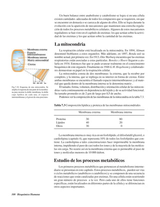 108 Bioquímica Humana
Un buen balance entre anabolismo y catabolismo se logra si en una célula
existen cantidades adecuadas de todos los compuestos que se requieren, sin que
se encuentre en demasía o se carezca de alguno de ellos. Ello se logra durante la
evolución con la aparición de mecanismos que mantienen una estrecha regula-
ción de todos los procesos metabólicos celulares.Algunos de estos mecanismos
reguladores se han visto en el capítulo de enzimas: los que actúan sobre la activi-
dad de las enzimas y los que actúan sobre la cantidad de las enzimas.
La mitocondria
La respiración celular está localizada en la mitocondria. En 1894, Altman
denominó bioblastos a estos organelos. Más adelante, en 1897, Benda usó su
nombre actual, por primera vez. En 1913, Otto Warburg encuentra que las enzimas
respiratorias están asociadas a estas partículas. Bensley y Hoerr llegaron a ais-
larla en 1934. Entonces fue que se pudo avanzar realmente en el conocimiento
bioquímico de este organelo. Finalmente en 1948 G. H. Hogeboom y colaborado-
res demuestran su papel en la respiración celular.
La mitocondria consta de dos membranas: la externa, que la recubre por
completo, y la interna, que se repliega en su interior en forma de crestas. Entre
ambas membranas se encuentra el llamado espacio intermembranoso; y al mate-
rial que queda dentro de la membrana interna se le denomina matriz .
El tamaño, forma, volumen, distribución y orientación celular de las mitocon-
drias varía continuamente en dependencia del tejido y de su actividad funcional.
Su tamaño promedio es de 2 μm de largo por 0,5 de ancho.
Podemos ver la composición de las membranas de la mitocondria en la tabla 7.3.
Fig.7.10. Esquema de una mitocondria. Se
amplia el esquema de una parte de la membra-
na para mostrar la doble membrana, la doble
capa lipídica de cada una, el espacio
intermembranasyelgrosordeestasporciones.
La membrana interna es muy rica en un fosfolípido, el difosfatidil glicerol, o
cardiolipina (capitulo 4), que representa 10% de todos los fosfolípidos que con-
tiene. La cardiolipina a tales concentraciones hace impermeable la membrana
interna, impidiendo el paso de casi todos los iones y de la mayoría de las molécu-
las sin carga. No ocurre así en la membrana externa que es permeable al paso de
iones y moléculas menores de 10 000 dalton.
Estudio de los procesos metabólicos
Los primeros procesos metabólicos que pertenecen al metabolismo interme-
diario se presentan en este capítulo. Estos procesos metabólicos, pueden ser vías
o ciclos metabólicos (anabólicos o catabólicos) y se componen de una secuencia
de reacciones que están catalizadas por enzimas. En una célula están ocurriendo
un gran número de procesos a la vez. Pero cada uno de ellos tiene funciones
específicas, están localizados en diferentes partes de la célula y se diferencian en
otros aspectos importantes.
Tabla 7.3 Composición lipídica y proteica de las membranas mitocondriales
Membrana externa Membrana interna
Proteína 30 80
Lípidos 40 20
Otros 30 0
http://MedicoModerno.Blogspot.com
 