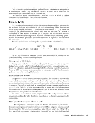 Capítulo 7. Respiración celular 109
Cada vez que se estudia un proceso se ven las diferentes reacciones que lo componen
y la enzima que cataliza cada reacción, sin embargo, se presta mucha atención a los
aspectos más generales de cada uno de esos procesos.
La respiración celular está formada por 3 procesos: el ciclo de Krebs, la cadena
transportadora de electrones y la fosforilación oxidativa.
Ciclo de Krebs
El ciclo de Krebs es un ciclo metabólico cuyo alimentador es acetil-CoA que es uno de
los productos finales de la degradación de glúcidos, aminoácidos y lípidos. Este sustrato
inicial se degrada paso a paso en el ciclo quedando transformado en 2 CO2
con liberación
de energía que queda contenida en los cofactores reducidos (un FADH2
y 3 NADH) y
también en un GTP. Además, es una vía que se relaciona con muchos otros procesos
anabólicos del metabolismo de glúcidos, proteínas, ácidos nucleicos, porfirinas y lípidos.
Por eso se considera al igual que la glucólisis (degradación de la glucosa), una vía central
del metabolismo.
Podemos plantear como reacción global esquematizada del ciclo de Krebs:
En esta reacción general podemos ver cuál es el sustrato inicial, cuáles son sus
productos finales y los cofactores que participan.
Tipo de proceso del ciclo de Krebs
Es un proceso catabólico pues su alimentador, acetil-CoA(grupo acetilo -compuesto
de 2 carbonos- unido a la CoA) se degradará y se formará 2 CO2
, compuestos más peque-
ños, y sus hidrógenos quedarán formando parte de los cofactores reducidos. Además se
forma el GTP, que contiene la misma cantidad de energía que el ATP. Todo lo anterior
podemos verlo en la reacción global anterior.
Localización del ciclo de Krebs
Este proceso se lleva a cabo en la matriz mitocondrial.Allí es donde se encuentran la
mayoría de las enzimas que participan en él.Además en la propia mitocondria es donde se
encuentran localizados los otros 2 procesos de la respiración celular que forman la cadena
respiratoria. En la cadena respiratoria se van a utilizar los cofactores reducidos formados
por el ciclo de Krebs. La localización mitocondrial de ambos procesos facilita con una
máxima eficiencia la función de ambos procesos, que es otro de los principios de la
Bioquímica: el principio de la máxima eficiencia.
En cuanto a su localización hística, se produce en todos los tejidos cuyas células
tengan mitocondrias. Por ello, el ciclo no se produce en los hematíes, que carecen de
mitocondrias.
Visión general de las reacciones del ciclo de Krebs
Se compone de 8 reacciones y cada una de ellas está catalizada por enzimas.
Escojamos como primera reacción la entrada del acetil CoA (a) que se condensa con el
ácido oxalacético (b). Las reacciones de óxido-reducción son la 3; 4; 6 y 8 (Fig. 7.11).
Otra reacción de importancia es la 5 donde se forma GTP por una fosforilación a nivel
http://MedicoModerno.Blogspot.com
 