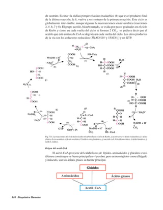 110 Bioquímica Humana
de sustrato. Es una vía cíclica porque el ácido oxalacético (b) que es el producto final
de la última reacción, la 8, vuelve a ser sustrato de la primera reacción. Este ciclo es
globalmente irreversible, aunque algunas de sus reacciones son reversibles (reacciones
2, 5, 6, 7 y 8). El grupo acetilo, bicarbonatado, se oxida por pasos graduales en el ciclo
de Krebs y como en cada vuelta del ciclo se forman 2 CO2
, se pudiera decir que el
acetilo que está unido a la CoA se degrada en cada vuelta del ciclo. Los otros productos
de la vía son los cofactores reducidos (3NADH.H+
y 1FADH2
) y un GTP.
Fig.7.11.Las reacciones del ciclo de los ácidos tricarboxílicos o ciclo de Krebs, a) acetil-coA, b) ácido oxalacético,(c) ácido
cítrico, d) cis aconítico, e) ácido isocítrico, f) ácido á ceto glutámico, g) succinil coA, h) ácido succínico, i) ácido fumárico, j)
ácido L-málico.
Origen del acetil-CoA
El acetil-CoA proviene del catabolismo de lípidos, aminoácidos y glúcidos; estos
últimos constituyen su fuente principal en el cerebro, pero en otros tejidos como el hígado
y músculo, son los ácidos grasos su fuente principal.
http://MedicoModerno.Blogspot.com
 