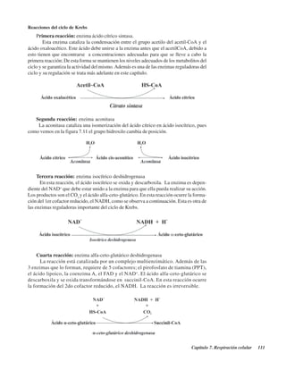 Capítulo 7. Respiración celular 111
Reacciones del ciclo de Krebs
Primera reacción: enzima ácido cítrico sintasa.
Esta enzima cataliza la condensación entre el grupo acetilo del acetil-CoA y el
ácido oxaloacético. Este ácido debe unirse a la enzima antes que el acetilCoA, debido a
esto tienen que encontrarse a concentraciones adecuadas para que se lleve a cabo la
primera reacción; De esta forma se mantienen los niveles adecuados de los metabolitos del
ciclo y se garantiza la actividad del mismo.Además es una de las enzimas reguladoras del
ciclo y su regulación se trata más adelante en este capítulo.
Segunda reacción: enzima aconitasa
La aconitasa cataliza una isomerización del ácido cítrico en ácido isocítrico, pues
como vemos en la figura 7.11 el grupo hidroxilo cambia de posición.
Tercera reacción: enzima isocítrico deshidrogenasa
En esta reacción, el ácido isocítrico se oxida y descarboxila. La enzima es depen-
diente del NAD+
que debe estar unido a la enzima para que ella pueda realizar su acción.
Los productos son el CO2
y el ácido alfa-ceto-glutárico. En esta reacción ocurre la forma-
ción del 1er cofactor reducido, el NADH, como se observa a continuación. Esta es otra de
las enzimas reguladoras importante del ciclo de Krebs.
Cuarta reacción: enzima alfa-ceto-glutárico deshidrogenasa
La reacción está catalizada por un complejo multienzimático. Además de las
3 enzimas que lo forman, requiere de 5 cofactores; el pirofosfato de tiamina (PPT),
el ácido lipoico, la coenzima A, el FAD y el NAD+
. El ácido alfa-ceto-glutárico se
descarboxila y se oxida transformándose en succinil-CoA. En esta reacción ocurre
la formación del 2do cofactor reducido, el NADH. La reacción es irreversible.
http://MedicoModerno.Blogspot.com
 