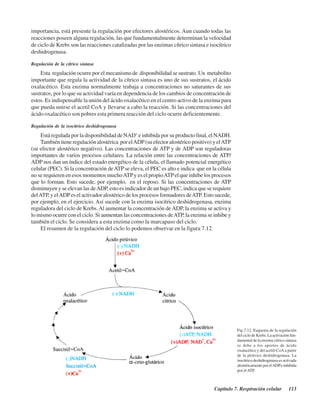 Capítulo 7. Respiración celular 113
importancia, está presente la regulación por efectores alostéricos. Aun cuando todas las
reacciones poseen alguna regulación, las que fundamentalmente determinan la velocidad
de ciclo de Krebs son las reacciones catalizadas por las enzimas cítrico sintasa e isocítrico
deshidrogenasa.
Regulación de la cítrico sintasa
Esta regulación ocurre por el mecanismo de disponibilidad se sustrato. Un metabolito
importante que regula la actividad de la cítrico sintasa es uno de sus sustratos, el ácido
oxalacético. Esta enzima normalmente trabaja a concentraciones no saturantes de sus
sustratos, por lo que su actividad varía en dependencia de los cambios de concentración de
estos. Es indispensable la unión del ácido oxalacético en el centro activo de la enzima para
que pueda unirse el acetil CoA y llevarse a cabo la reacción. Si las concentraciones del
ácido oxalacético son pobres esta primera reacción del ciclo ocurre deficientemente.
Regulación de la isocítrico deshidrogenasa
Está regulada por la disponibilidad de NAD+
e inhibida por su producto final, el NADH.
También tiene regulación alostérica por elADP(su efector alostérico positivo) y elATP
(su efector alostérico negativo). Las concentraciones de ATP y de ADP son reguladoras
importantes de varios procesos celulares. La relación entre las concentraciones de ATP/
ADP nos dan un índice del estado energético de la célula, el llamado potencial energético
celular (PEC). Si la concentración deATP se eleva, el PEC es alto e indica que en la célula
no se requieren en esos momentos muchoATPy es el propioATPel que inhibe los procesos
que lo forman. Esto sucede, por ejemplo, en el reposo. Si las concentraciones de ATP
disminuyen y se elevan las deADP, esto es indicador de un bajo PEC, indica que se requiere
delATP, y elADPes el activador alostérico de los procesos formadores deATP. Esto sucede,
por ejemplo, en el ejercicio. Así sucede con la enzima isocítrico deshidrogenasa, enzima
reguladora del ciclo de Krebs.Al aumentar la concentración de ADP, la enzima se activa y
lo mismo ocurre con el ciclo. Si aumentan las concentraciones deATP, la enzima se inhibe y
también el ciclo. Se considera a esta enzima como la marcapaso del ciclo.
El resumen de la regulación del ciclo lo podemos observar en la figura 7.12.
Fig.7.12. Esquema de la regulación
del ciclo de Krebs. La activación fun-
damental de la enzima cítrico sintasa
se debe a los aportes de ácido
oxalacético y del acetil-CoA a partir
de la pirúvico deshidrogenasa. La
isocítrico deshidrogenasa es activada
alostéricamenteporelADPeinhibida
por elATP.
http://MedicoModerno.Blogspot.com
 