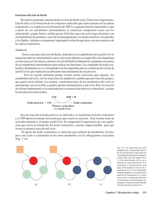 Capítulo 7. Respiración celular 115
Funciones del ciclo de Krebs
De todo lo planteado anteriormente el ciclo de Krebs tiene 2 funciones importantes.
Una de ellas es la formación de los cofactores reducidos que serán sustratos de la cadena
respiratoria y se emplean en la formación de ATP. La segunda función importante es que
a partir de sus metabolitos intermediarios se sintetizan compuestos como son los
aminoácidos, grupos hemo y ácidos grasos, Esto hace que este ciclo tenga relaciones con
el metabolismo de proteínas, con el de las hemoproteínas, los ácidos nucleicos, los glúcidos
y los lípidos.Además es sumamente importante la relación que tiene con otros procesos de
la cadena respiratoria.
Anaplerosis
En las reacciones del ciclo de Krebs, al producirse el catabolismo de la acetil-CoA se
regeneran todos los intermediarios, pero como estos además se escapan del ciclo al participa
en otros procesos de síntesis, entonces al ciclo de Krebs le faltarían las cantidades necesarias
de sus metabolitos intermediarios para realizar sus funciones. Las cantidades de ácido oxa-
lacético disminuidas no se corresponden con las requeridas para su condensación con las de
acetil-CoA lo que implicaría un deficiente funcionamiento de este proceso.
Esto no sucede realmente porque existen ciertas reacciones que reponen los
metabolitos del ciclo; son las reacciones de anaplerosis, palabra que proviene del griego y
que quiere decir rellenar. Las propias transformaciones de los metabolitos del ciclo en
aminoácidos son reversibles y pueden aportar intermediarios a este ciclo. Pero la reacción
de relleno fundamental es la catalizada por la enzima ácido pirúvico carboxilasa, enzima
localizada en la mitocondria.
En esta reacción el ácido pirúvico se carboxila y se transforma en ácido oxalacético
y el ATP aporta la energía necesaria para que ocurra la reacción. Esta enzima tiene un
activador alostérico, el propio acetil-CoA. Se comprende la importancia de esta regula-
ción que activa la formación del ácido oxalacético, sustrato imprescindible para que
ocurra la primera reacción del ciclo.
El aporte del ácido oxalacético es suficiente para rellenar de metabolitos el ciclo,
pues este ácido se transforma en los otros metabolitos en las subsiguientes reacciones
(Fig. 7.14).
Fig.7.14. Se representa un ciclo
metabólico de 3 componentes (B, C y
D). El rojo más fuerte representa una
concentraciónmásaltadelcomponen-
te que el del color más pálido. En a)
A se ha transformado en B y así se
aumentó su concentración, B y C se
encuentran a concentraciones muy
bajas. Al funcionar el ciclo (b), B se
transformó en C y este componente
también aumentó su concentración a
partir de B. Finalmente en c) vemos
como ya los 3 componentes del ciclo
se encuentran a concentraciones au-
mentadas.Ytodoestoocurriósólopor
la formación de B a partir deA.
http://MedicoModerno.Blogspot.com
 