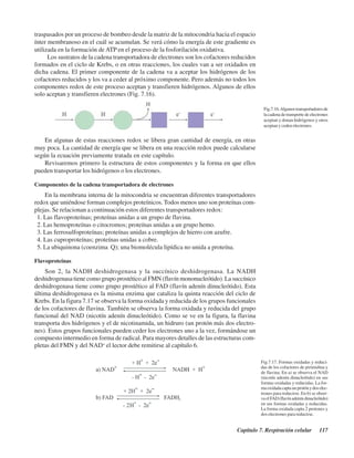 Capítulo 7. Respiración celular 117
traspasados por un proceso de bombeo desde la matriz de la mitocondria hacia el espacio
ínter membranoso en el cuál se acumulan. Se verá cómo la energía de este gradiente es
utilizada en la formación de ATP en el proceso de la fosforilación oxidativa.
Los sustratos de la cadena transportadora de electrones son los cofactores reducidos
formados en el ciclo de Krebs, o en otras reacciones, los cuales van a ser oxidados en
dicha cadena. El primer componente de la cadena va a aceptar los hidrógenos de los
cofactores reducidos y los va a ceder al próximo componente. Pero además no todos los
componentes redox de este proceso aceptan y transfieren hidrógenos. Algunos de ellos
solo aceptan y transfieren electrones (Fig. 7.16).
En algunas de estas reacciones redox se libera gran cantidad de energía, en otras
muy poca. La cantidad de energía que se libera en una reacción redox puede calcularse
según la ecuación previamente tratada en este capítulo.
Revisaremos primero la estructura de estos componentes y la forma en que ellos
pueden transportar los hidrógenos o los electrones.
Componentes de la cadena transportadora de electrones
En la membrana interna de la mitocondria se encuentran diferentes transportadores
redox que uniéndose forman complejos proteínicos. Todos menos uno son proteínas com-
plejas. Se relacionan a continuación estos diferentes transportadores redox:
1. Las flavoproteínas; proteínas unidas a un grupo de flavina.
2. Las hemoproteínas o citocromos; proteínas unidas a un grupo hemo.
3. Las ferrosulfoproteínas; proteínas unidas a complejos de hierro con azufre.
4. Las cuproproteínas; proteínas unidas a cobre.
5. La ubiquinona (coenzima Q); una biomolécula lipídica no unida a proteína.
Flavoproteínas
Son 2, la NADH deshidrogenasa y la succínico deshidrogenasa. La NADH
deshidrogenasa tiene como grupo prostético al FMN (flavín mononucleótido). La succínico
deshidrogenasa tiene como grupo prostético al FAD (flavín adenín dinucleótido). Esta
última deshidrogenasa es la misma enzima que cataliza la quinta reacción del ciclo de
Krebs. En la figura 7.17 se observa la forma oxidada y reducida de los grupos funcionales
de los cofactores de flavina. También se observa la forma oxidada y reducida del grupo
funcional del NAD (nicotín adenín dinucleótido). Como se ve en la figura, la flavina
transporta dos hidrógenos y el de nicotinamida, un hidruro (un protón más dos electro-
nes). Estos grupos funcionales pueden ceder los electrones uno a la vez, formándose un
compuesto intermedio en forma de radical. Para mayores detalles de las estructuras com-
pletas del FMN y del NAD+
el lector debe remitirse al capítulo 6.
Fig.7.16.Algunostransportadoresde
la cadena de transporte de electrones
aceptan y donan hidrógenos y otros
aceptan y ceden electrones.
Fig.7.17. Formas oxidadas y reduci-
das de los cofactores de pirimidina y
de flavina. En a) se observa el NAD
(nicotín adenín dinucleótido) en sus
formas oxidadas y reducidas. La for-
maoxidadacaptaunprotónydoselec-
trones para reducirse. En b) se obser-
vaelFAD(flavínadeníndinucleótido)
en sus formas oxidadas y reducidas.
La forma oxidada capta 2 protones y
dos electrones para reducirse.
http://MedicoModerno.Blogspot.com
 