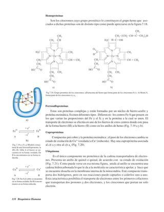 118 Bioquímica Humana
Hemoproteínas
Son los citocromos cuyo grupo prostético lo constituyen el grupo hemo que aso-
ciados a dichas proteínas son de distinto tipo como puede apreciarse en la figura 7.18.
Ferrosulfoproteínas
Estas son proteínas complejas y están formadas por un núcleo de hierro-azufre y
proteína enzimática. Existen diferentes tipos . Difieren en : los centros Fe-S que poseen en
los que varían las proporciones del Fe y el S; y en la proteína a la cual se unen. El
transporte de electrones se efectúa en uno de los hierros de estos centros donde este pasa
de la forma hierro (III) a la hierro (II) como en los anillos de hemo (Fig. 7.19 a y b).
Cuproproteínas
Compuestas por cobre y la proteína enzimática ; el paso de los electrones cambia su
estado de oxidación de Cu2+
(oxidada) a Cu+
(reducida). Hay una cuproproteína asociada
al cit a y otra al cit a3
(Fig. 7.20).
Ubiquinona
Es el único componente no proteínico de la cadena transportadora de electro-
nes. Presenta un anillo de quinol o quinal, de acuerdo con su estado de oxidación
(Fig. 7.21). Como puede verse en esa misma figura, unida al anillo se encuentra una
cadena hidrocarbonada lo que le da a la molécula su característica apolar, y hace que
se encuentre disuelta en la membrana interna de la mitocondria. Este compuesto trans-
porta dos hidrógenos, pero en sus reacciones puede captarlos o cederlos uno a uno.
Esta característica posibilita el transporte de electrones entre los primeros cofactores
que transportan dos protones y dos electrones, y los citocromos que portan un solo
electrón.
Fig.7.18. Grupo prostético de los citocromos. a)Estructura del hemo que forma parte de los citocromos b y c. b) HemoA,
forma parte de los citocromos a y a3
.
Fig.7.19 a y b. a) Modelo estruc-
tural de una ferrosulfoproteína, la
4Fe-4S. b)En A el hierro se en-
cuentra en su forma oxidada. En
B lo encontramos en su forma re-
ducida.
Fig.7.20. EnAel cobre se encuentra
en su forma oxidada. En B lo encon-
tramos en su forma reducida.
a)
b)
http://MedicoModerno.Blogspot.com
 