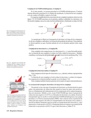 120 Bioquímica Humana
Complejo de la NADH deshidrogenasa. (Complejo I)
Es el más grande y su enzima principal es la NADH deshidrogenasa. Contiene
además diferentes proteínas Fe-S y lípidos de membrana. La función de este complejo
es la de oxidar al NADH y reducir a la CoQ.
Unesquemasimplificadodelasreaccionesdeestecomplejolopodemosobservarenla
figura 7.22. El NADH reacciona con la proteína catalítica cediéndole los electrones a la
flavinadelcomplejo,estaseloscedealasferrosulfoproteínasyfinalmentesereducelaCoQ.
Fig.7.22.Esquemadelafuncióndelcom-
plejo I. El NADH se oxida, la CoQ se re-
duce y hay una traslocación de protones
acoplada al transporte de electrones.
La energía que se libera en el transporte de electrones a lo largo de los componen-
tesdeestecomplejoesutilizadaen laformacióndelgradientedeprotones.Estegradiente
es electro-químico ya que el protón además de ser un elemento químico tiene carga
positiva.
Complejodeloscitocromosbyc1
(ComplejoIII)
Este complejo está compuesto por: los citocromos b y c1
y varias ferrosulfo-proteí-
nas. La función de este complejo es oxidar a la CoQ y reducir al citocromo c. También
contribuyealaformacióndelgradientedeprotonesatravésdelamembrana(Fig.7.23).
Complejodelacitocromooxidasa.(ComplejoIV)
Estácompuestodedostiposdecitocromos,aya3
;ademáscontienecuproproteínas
(Fig. 7.24).
La función de este complejo es la de oxidar al citocromo c y reducir al oxígeno.
Un esquema de su función global se puede ver en la figura 7.24.
Estecomplejotambiéntranslocaprotonesdelamatrizalespaciointermembranoso.
La secuencia del transporte electrónico a lo largo de los complejos
En general, se ha visto que el transporte de electrones se efectúa desde los pares
redox con potenciales de reducción más negativos hasta los pares más positivos.
Este es el fundamento del ordenamiento de los componentes de la cadena transporta-
dora de electrones. Debido a esto, el par NAD+
/NADH que tiene el potencial de
reducción más negativo (-0,32 V) es el donador de electrones a la cadena. El primer
transportador que los recibe es la flavoproteína NADH deshidrogenasa cuyo grupo
prostético es el flavín mononucleótido (FMN). Este cofactor tiene el potencial de
reducción más negativo de todos los transportadores de electrones de la cadena; y
uno de los últimos elementos que los recibe es el grupo hemo del citocromo a3
, cuyo
potencial es el más positivo (0,29V). Finalmente pasan al oxígeno cuyo potencial de
reducción es más positivo (0,812 V) que el del citocromo a3
(tabla 27.1).
Fig.7.23. Esquema de la función del
Complejo III. Este complejo oxida a la
coenzima Q y reduce a 2 citocromos c.
Además crea gradiente de protones.
Fig.7.24.EsquemadelafuncióndelCom-
plejo IV. Se propone la hipótesis en el que
los grupos hemo se encuentran en lados
diferentes de la membrana. Los electro-
nes son cedidos por el cit c al cit a, de este
pasan a los cobres y luego al cita3
. Final-
mente se reduce el oxígeno y se forma
agua. Además este complejo crea
gradiente de protones.
http://MedicoModerno.Blogspot.com
 