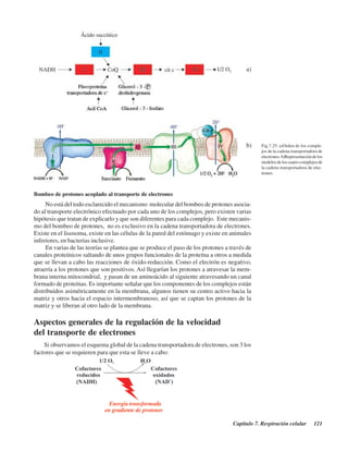 Capítulo 7. Respiración celular 121
Fig.7.25. a)Orden de los comple-
jos de la cadena transportadora de
electrones. b)Representación de los
modelos de los cuatro complejos de
la cadena transportadora de elec-
trones.
Bombeo de protones acoplado al transporte de electrones
No está del todo esclarecido el mecanismo molecular del bombeo de protones asocia-
do al transporte electrónico efectuado por cada uno de los complejos, pero existen varias
hipótesis que tratan de explicarlo y que son diferentes para cada complejo. Este mecanis-
mo del bombeo de protones, no es exclusivo en la cadena transportadora de electrones.
Existe en el lisosoma, existe en las células de la pared del estómago y existe en animales
inferiores, en bacterias inclusive.
En varias de las teorías se plantea que se produce el paso de los protones a través de
canales proteínicos saltando de unos grupos funcionales de la proteína a otros a medida
que se llevan a cabo las reacciones de óxido-reducción. Como el electrón es negativo,
atraería a los protones que son positivos. Así llegarían los protones a atravesar la mem-
brana interna mitocondrial, y pasan de un aminoácido al siguiente atravesando un canal
formado de proteínas. Es importante señalar que los componentes de los complejos están
distribuidos asimétricamente en la membrana, algunos tienen su centro activo hacia la
matriz y otros hacia el espacio intermembranoso, así que se captan los protones de la
matriz y se liberan al otro lado de la membrana.
Aspectos generales de la regulación de la velocidad
del transporte de electrones
Si observamos el esquema global de la cadena transportadora de electrones, son 3 los
factores que se requieren para que esta se lleve a cabo:
a)
b)
http://MedicoModerno.Blogspot.com
 