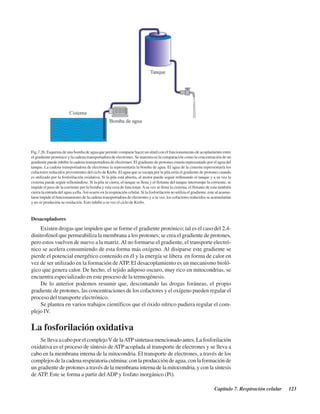 Capítulo 7. Respiración celular 123
Desacopladores
Existen drogas que impiden que se forme el gradiente protónico; tal es el caso del 2,4-
dinitrofenol que permeabiliza la membrana a los protones; se crea el gradiente de protones,
pero estos vuelven de nuevo a la matriz.Al no formarse el gradiente, el transporte electró-
nico se acelera consumiendo de esta forma más oxígeno. Al disiparse este gradiente se
pierde el potencial energético contenido en él y la energía se libera en forma de calor en
vez de ser utilizado en la formación deATP. El desacoplamiento es un mecanismo bioló-
gico que genera calor. De hecho, el tejido adiposo oscuro, muy rico en mitocondrias, se
encuentra especializado en este proceso de la termogénesis.
De lo anterior podemos resumir que, descontando las drogas foráneas, el propio
gradiente de protones, las concentraciones de los cofactores y el oxígeno pueden regular el
proceso del transporte electrónico.
Se plantea en varios trabajos científicos que el óxido nítrico pudiera regular el com-
plejo IV.
La fosforilación oxidativa
Se lleva a cabo por el complejoVde laATPsintetasa mencionado antes. La fosforilación
oxidativa es el proceso de síntesis de ATP acoplada al transporte de electrones y se lleva a
cabo en la membrana interna de la mitocondria. El transporte de electrones, a través de los
complejos de la cadena respiratoria culmina: con la producción de agua, con la formación de
un gradiente de protones a través de la membrana interna de la mitocondria, y con la síntesis
de ATP. Este se forma a partir delADP y fosfato inorgánico (Pi).
Fig.7.26. Esquema de una bomba de agua que permite comparar hacer un símil con el funcionamiento de acoplamiento entre
el gradiente protónico y la cadena transportadora de electrones. Se muestra en la comparación como la concentración de un
gradiente puede inhibir la cadena transportadora de electrones. El gradiente de protones estaría representado por el agua del
tanque. La cadena transportadora de electrones la representaría la bomba de agua. El agua de la cisterna representaría los
cofactores reducidos provenientes del ciclo de Krebs. El agua que se escapa por la pila sería el gradiente de protones cuando
es utilizado por la fosforilación oxidativa. Si la pila está abierta, el motor puede seguir rellenando el tanque y a su vez la
cisterna puede seguir rellenándose. Si la pila se cierra, el tanque se llena y el flotante del tanque interrumpe la corriente, se
impide el paso de la corriente por la bomba y esta cesa de funcionar.Asu vez se llena la cisterna, el flotante de esta también
cierra la entrada del agua a ella.Así ocurre en la respiración celular. Si la fosforilación no utiliza el gradiente, este al acumu-
larse impide el funcionamiento de la cadena transportadora de electrones y a su vez, los cofactores reducidos se acumularían
y no se produciría su oxidación. Esto inhibe a su vez el ciclo de Krebs.
http://MedicoModerno.Blogspot.com
 