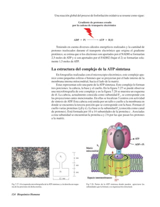 124 Bioquímica Humana
Una reacción global del proceso de fosforilación oxidativa se resume como sigue:
Teniendo en cuenta diversos cálculos energéticos realizados y la cantidad de
protones traslocados durante el transporte electrónico que origina el gradiente
protónico, se estima que si los electrones son aportados por el NADH se formarían
2,5 moles de ATP y si son aportados por el FADH2 (bajar el 2) se formarían sola-
mente 1,5 moles deATP.
La estructura del complejo de la ATP sintetasa
En fotografías realizadas con el microscopio electrónico, este complejo apa-
rece como pequeñas esferas o botones que se proyectan por el lado interno de la
membrana interna mitocondrial, hacia el lado de la matriz.
Estas representan solo una parte de laATPsintetasa. Este complejo lo forman
tres porciones: la cabeza, la base y el cuello. En la figura 7.27 se puede observar
una microfotografía de este complejo y en la figura 7.28 se muestra un esquema
de él. La cabeza, actualmente conocida como subunidad F1
, se corresponde con
las proyecciones antes mencionadas. En ellas se localizan 3 centros con actividad
de síntesis de ATP. Esta cabeza está unida por un tallo o cuello a la membrana en
donde se encuentra la tercera porción que se corresponde con la base. Forman el
cuello varias proteínas (γ,δ y ε). La base es la subunidad Fo
(conocida como canal
de protones). Está formada por 10 a 14 subunidades de la proteína c . Asociadas
a esta subunidad se encuentran la proteína a y 2 b por las que pasan los protones
a la matríz.
Fig.7.27.Ala izquierda microfotografia de laATP sintetasa y a la derecha un esque-
ma de las porciones de dicha enzima.
Fig.7.28. Partes de la ATP sintetasa donde pueden apreciarse las
subunidades que la forman y su organización estructural.
http://MedicoModerno.Blogspot.com
 