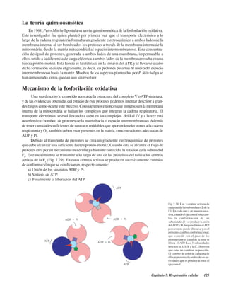 Capítulo 7. Respiración celular 125
La teoría quimioosmótica
En 1961, Peter Mitchell postula su teoría quimioosmótica de la fosforilación oxidativa.
Este investigador fue quien planteó por primera vez que el transporte electrónico a lo
largo de la cadena respiratoria formaba un gradiente electroquímico a ambos lados de la
membrana interna, al ser bombeados los protones a través de la membrana interna de la
mitocondria, desde la matriz mitocondrial al espacio intermembranoso. Esta concentra-
ción desigual de protones, generada a ambos lados de una membrana, impermeable a
ellos, unido a la diferencia de carga eléctrica a ambos lados de la membrana resulta en una
fuerza protón-motriz. Esta fuerza es la utilizada en la síntesis delATP, y al llevarse a cabo
dicha formación se disipa el gradiente, es decir, los protones pasarían de nuevo del espacio
intermembranoso hacia la matriz. Muchos de los aspectos planteados por P. Mitchel ya se
han demostrado, otros quedan aun sin resolver.
Mecanismo de la fosforilación oxidativa
Una vez descrito lo conocido acerca de la estructura del complejo V oATPsintetasa,
y de las evidencias obtenidas del estudio de este proceso, podemos intentar describir a gran-
des rasgos como ocurre este proceso. Consideremos entonces que inmersos en la membrana
interna de la mitocondria se hallan los complejos que integran la cadena respiratoria. El
transporte electrónico se está llevando a cabo en los complejos del I al IV y a la vez está
ocurriendo el bombeo de protones de la matriz hacia el espacio intermembranoso.Además
de tener cantidades suficientes de sustratos oxidables que aporten los electrones a la cadena
respiratoria y O2
, también deben estar presentes en la matriz, concentraciones adecuadas de
ADP y Pi.
Debido al transporte de protones se crea un gradiente electroquímico de protones
que debe alcanzar una suficiente fuerza protón-motriz. Cuando esta se alcanza el flujo de
protones crea por un mecanismo molecular ya bastante conocido, la rotación de la subunidad
F0
. Este movimiento se transmite a lo largo de una de las proteínas del tallo a los centros
activos de la F1
(Fig. 7.29). En estos centros activos se producen sucesivamente cambios
de conformación que se condicionan, respectivamente:
a) Unión de los sustratos ADP y Pi.
b) Síntesis de ATP.
c) Finalmente la liberación delATP.
Fig.7.29. Los 3 centros activos de
cada una de las subunidades β de la
F1. En cada uno y de manera suce-
siva, cuando el eje central rota, cam-
bia la conformación de las
subunidades β y se produce la unión
delADPy Pi, luego se forma elATP
pero este no puede liberarse y en el
próximo cambio conformacional,
que coincide con el paso de los
protones por el canal de la base se
libera el ATP. Las 3 subunidades
beta son la A, la B y la C. Observen
que estas no cambian su posición.
El cambio de color de cada una de
ellas representa el cambio de sus ac-
tividades que se produce al rotar el
eje central.
http://MedicoModerno.Blogspot.com
 