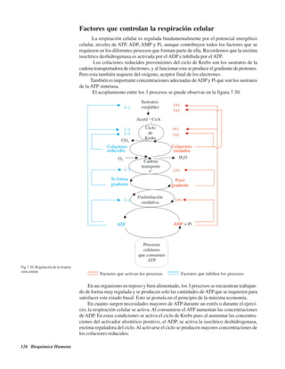 126 Bioquímica Humana
Factores que controlan la respiración celular
La respiración celular es regulada fundamentalmente por el potencial energético
celular, niveles de ATP, ADP, AMP y Pi, aunque contribuyen todos los factores que se
requieren en los diferentes procesos que forman parte de ella. Recordemos que la enzima
isocítrico deshidrogenasa es activada por el ADP e inhibida por el ATP.
Los cofactores reducidos provenientes del ciclo de Krebs son los sustratos de la
cadena transportadora de electrones, y al funcionar esta se produce el gradiente de protones.
Pero esta también requiere del oxígeno, aceptor final de los electrones .
También es importante concentraciones adecuadas deADP y Pi que son los sustratos
de la ATP sintetasa.
El acoplamiento entre los 3 procesos se puede observar en la figura 7.30.
Fig.7.30. Regulación de la respira-
ción celular.
En un organismo en reposo y bien alimentado, los 3 procesos se encuentran trabajan-
do de forma muy regulada y se producen solo las cantidades deATPque se requieren para
satisfacer este estado basal. Esto se postula en el principio de la máxima economía.
En cuanto surgen necesidades mayores de ATP durante un estrés o durante el ejerci-
cio, la respiración celular se activa.Al consumirse el ATP aumentan las concentraciones
deADP. En estas condiciones se activa el ciclo de Krebs pues al aumentar las concentra-
ciones del activador alostérico positivo, el ADP, se activa la isocítrico deshidrogenasa,
enzima reguladora del ciclo.Al activarse el ciclo se producen mayores concentraciones de
los cofactores reducidos.
http://MedicoModerno.Blogspot.com
 