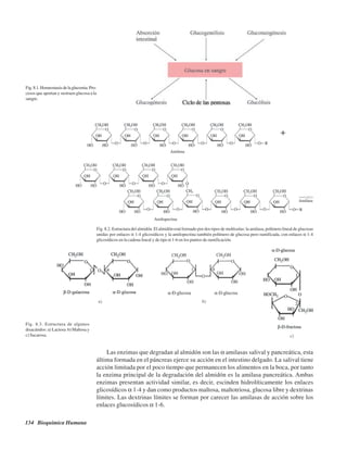 134 Bioquímica Humana
Fig.8.1.Homeostasisdelaglucemia.Pro-
cesos que aportan y sustraen glucosa a la
sangre.
Fig. 8.2. Estructura del almidón. El almidón está formado por dos tipos de moléculas: la amilasa, polímero lineal de glucosas
unidas por enlaces α 1-4 glicosídicos y la amilopectina también polímero de glucosa pero ramificada, con enlaces α 1-4
glicosídicos en la cadena lineal y de tipo α 1-6 en los puntos de ramificación.
Fig. 8.3. Estructura de algunos
disacáridos: a) Lactosa b) Maltosa y
c) Sacarosa.
Las enzimas que degradan al almidón son las α amilasas salival y pancreática, esta
última formada en el páncreas ejerce su acción en el intestino delgado. La salival tiene
acción limitada por el poco tiempo que permanecen los alimentos en la boca, por tanto
la enzima principal de la degradación del almidón es la amilasa pancreática. Ambas
enzimas presentan actividad similar, es decir, escinden hidrolíticamente los enlaces
glicosídicos α 1-4 y dan como productos maltosa, maltotriosa, glucosa libre y dextrinas
límites. Las dextrinas límites se forman por carecer las amilasas de acción sobre los
enlaces glucosídicos α 1-6.
http://MedicoModerno.Blogspot.com
 