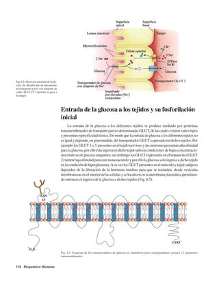 136 Bioquímica Humana
Fig.8.4.Absorciónintestinaldelaglu-
cosa. Se absorbe por un mecanismo
de transporte activo con simporte de
sodio. El GLUT 2 permite su paso a
la sangre.
Entrada de la glucosa a los tejidos y su fosforilación
inicial
La entrada de la glucosa a los diferentes tejidos se produce mediado por proteínas
transmembranalesdetransportepasivodenominadasGLUT,delascualesexistenvariostipos
ypresentanespecificidadhística.Demodoquelaentradadeglucosaalosdiferentestejidosno
esigualydepende,engranmedida,deltransportadorGLUTexpresadoendichostejidos.Por
ejemplolosGLUT1y3,presenteseneltejidonerviosoylasneuronaspresentanaltaafinidad
paralaglucosa,porelloéstaingresaendichotejidoaúnencondicionesdebajasconcentracio-
nesrelativasdeglucosasanguínea;sinembargolosGLUTexpresadosenelhepatocito(GLUT
2)tienenbajaafinidadparaestemonosacáridoyporellolaglucosasoloingresaadichotejido
enlacondicióndehiperglucemia.AsuvezlosGLUTpresentesenelmúsculoytejidoadiposo
dependen de la liberación de la hormona insulina para que se trasladen, desde vesículas
membranosasenelinteriordelascélulasyselocalicenenlamembranaplasmáticapermitien-
do entonces el ingreso de la glucosa a dichos tejidos (Fig. 8.5).
Fig. 8.5. Esquema de los transportadores de glucosa en mamíferos;estos transportadores poseen 12 segmentos
transmembranales.
http://MedicoModerno.Blogspot.com
 