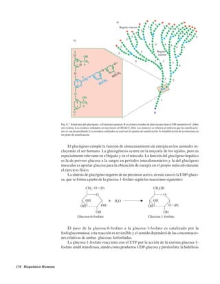 138 Bioquímica Humana
El glucógeno cumple la función de almacenamiento de energía en los animales in-
cluyendo el ser humano. La glucogénesis ocurre en la mayoría de los tejidos, pero es
especialmente relevante en el hígado y en el músculo. La función del glucógeno hepático
es la de proveer glucosa a la sangre en períodos interalimentarios y la del glucógeno
muscular es aportar glucosa para la obtención de energía en el propio músculo durante
el ejercicio físico.
La síntesis de glucógeno requiere de un precursor activo, en este caso es la UDP-gluco-
sa, que se forma a partir de la glucosa-1-fosfato según las reacciones siguientes:
Fig. 8.7. Estructura del glucógeno. a) Estructura general. R es el único residuo de glucosa que tiene el OH anomérico (C1
)libre
(en violeta). Los residuos señalados en rojo tienen el OH del C4
libre.
Los números se refieren al orden en que las ramificacio-
nes se van desarrollando. Los residuos señalados en azul son los puntos de ramificación. b)Amplificación de la estructura en
un punto de ramificación.
El paso de la glucosa-6-fosfato a la glucosa-1-fosfato es catalizado por la
fosfoglucomutasa; esta reacción es reversible y el sentido dependerá de las concentracio-
nes relativas de ambas glucosas fosforiladas.
La glucosa-1-fosfato reacciona con el UTP por la acción de la enzima glucosa-1-
fosfato uridil transferasa, dando como productos UDP-glucosa y pirofosfato; la hidrólisis
http://MedicoModerno.Blogspot.com
 