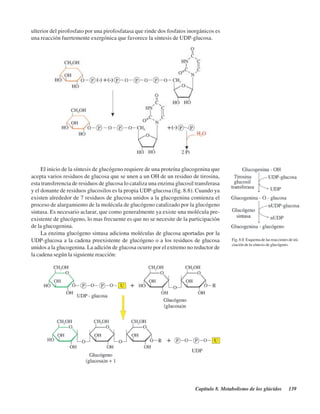 Capítulo 8. Metabolismo de los glúcidos 139
ulterior del pirofosfato por una pirofosfatasa que rinde dos fosfatos inorgánicos es
una reacción fuertemente exergónica que favorece la síntesis de UDP-glucosa.
El inicio de la síntesis de glucógeno requiere de una proteína glucogenina que
acepta varios residuos de glucosa que se unen a un OH de un residuo de tirosina,
esta transferencia de residuos de glucosa lo cataliza una enzima glucosil transferasa
y el donante de residuos glucosilos es la propia UDP-glucosa (fig. 8.8). Cuando ya
existen alrededor de 7 residuos de glucosa unidos a la glucogenina comienza el
proceso de alargamiento de la molécula de glucógeno catalizado por la glucógeno
sintasa. Es necesario aclarar, que como generalmente ya existe una molécula pre-
existente de glucógeno, lo mas frecuente es que no se necesite de la participación
de la glucogenina.
La enzima glucógeno sintasa adiciona moléculas de glucosa aportadas por la
UDP-glucosa a la cadena preexistente de glucógeno o a los residuos de glucosa
unidos a la glucogenina. La adición de glucosa ocurre por el extremo no reductor de
la cadena según la siguiente reacción:
Fig. 8.8. Esquema de las reacciones de ini-
ciación de la síntesis de glucógeno.
http://MedicoModerno.Blogspot.com
 