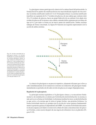 140 Bioquímica Humana
La glucógeno sintasa participa en la síntesis de la cadena lineal del polisacárido, la
formación de los puntos de ramificación de esta macromolécula requiere de otra enzi-
ma: la enzima ramificante (amilo α1-4, α1-6 transglucosilasa). La enzima ramificante
transfiere un segmento de 6 o 7 residuos de glucosa, de una cadena que contiene entre
10 a 12 residuos de glucosa, hacia un grupo hidroxilo de un carbono 6 de algún otro
residuo de glucosa de la misma u otra cadena, uniendo dicho segmento por un enlace de
tipo α1-6 y por tanto se forma así un nuevo punto de ramificación. Ambas enzimas
trabajan de forma concertada. La figura 8.9 muestra un esquema representativo de la
acción de ambas enzimas.
Fig. 8.9. Acción concertada de la
glucógeno sintasa y la enzima
ramificante. La acción concertada de
las enzimas glucógeno sintasa, la
cual cataliza la formación de los
enlaces α 1-4 de la cadena lineal, y
de la enzima ramificante que inter-
viene en la formación de los enlaces
α 1-6 presentes en los puntos de ra-
mificación, permite la síntesis de la
molécula de glucógeno . La enzima
ramificante transfiere un segmento
de alrededor de 7 residuos de gluco-
sa (en verde en la figura) hacia otro
punto de la molécula de glucógeno
y los une por enlace α 1-6.
La síntesis de glucógeno es un proceso repetitivo, altamente eficiente que se lleva a
cabo simultáneamente en los numerosos extremos no reductores del glucógeno funda-
mentalmente en períodos de elevados niveles de glucosa en sangre (hiperglucemia).
Regulación de la glucogénesis
La principal enzima reguladora es la glucógeno sintasa y su mecanismo funda-
mental es de modulación covalente por fosforilación-desfosforilación; la enzima es
más activa en su forma no fosforilada. La hormona insulina favorece su desfosforilación
ya que activa a la enzima que le retira el grupo fosfato, una proteína fosfatasa. La
forma fosforilada inactiva se produce por la acción de varias quinasa fundamental-
mente la proteína quinasa A dependiente delAMPc. La enzima fosforilada únicamen-
te alcanza alguna actividad si existen en la célula elevadas concentraciones de gluco-
sa-6-fosfato, como ocurre después de una ingesta de alimentos ricos en glúcidos (Fi-
gura 8.10).
http://MedicoModerno.Blogspot.com
 