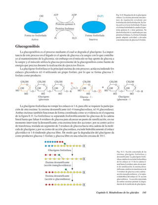 Capítulo 8. Metabolismo de los glúcidos 141
Glucogenólisis
La glucogenólisis es el proceso mediante el cual se degrada el glucógeno. La impor-
tancia de este proceso en el hígado es el aporte de glucosa a la sangre con lo que contribu-
ye al mantenimiento de la glicemia; sin embargo en el músculo no hay aporte de glucosa a
la sangre y el músculo utiliza la glucosa proveniente de la glucogenólisis como fuente de
energía que precisa durante la realización de ejercicios físicos.
La glucógeno fosforilasa es la principal enzima de este proceso; actúa escindiendo los
enlaces glicosídicos α1-4 utilizando un grupo fosfato, por lo que se forma glucosa-1-
fosfato como producto.
La glucógeno fosforilasa no rompe los enlaces α 1-6, para ello se requiere la participa-
ción de otra enzima: la enzima desramificante (α1-4 transglucosilasa, α1-6 glucosidasa).
Ambas enzimas también funcionan de forma coordinada como se evidencia en el esquema
de la figura 8.11. La fosforilasa va separando fosforolíticamente las glucosas de la cadena
lineal hasta que faltan 4 residuos de glucosa para alcanzar un punto de ramificación; en ese
momento interviene la desramificante; esta enzima tiene dos acciones: por su centro activo
de transferasa, traslada un segmento de 3 residuos de glucosa hacia otra cadena de la molé-
cula de glucógeno y por su centro de acción glucosidasa, escinde hidrolíticamente el enlace
glicosídico α 1-6 rindiendo glucosa libre. De modo que la degradación del glucógeno da
como productos glucosa-1-fosfato y glucosa libre en una relación cercana de 10:1.
Fig. 8.10. Regulación de la glucógeno
sintasa. La enzima presenta mecanis-
mos de regulación covalente por
fosforilación-desfosforilación. Su for-
ma activa es la no fosforilada. El paso
alaformafosforiladalocatalizalapro-
teína quinasa A y otras quinasas. Su
desfosforilación es catalizada por una
proteína fosfatasa. La forma fosfatada
puede adquirir actividad a elevadas
concentraciones de glucosa-6-fosfato.
Fig. 8.11. Acción concertada de las
enzimas glucógeno fosforilasa y
desramificante. La glucógeno fosfo-
rilasa cataliza la escisión fosforolítica
de los enlaces α 1-4 de la cadena li-
neal hasta 4 residuos antes de un pun-
to de ramificación; la enzima desra-
mificante cataliza la transferencia de
3 residuos de glucosa a otra cadena -
acción transglicosilásica- y la ruptu-
ra hidrolítica del enlace α1-6 -acción
glucosidásica- . La acción concertada
de ambas enzimas permite la degra-
dación de la molécula de glucógeno.
http://MedicoModerno.Blogspot.com
 