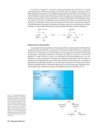142 Bioquímica Humana
La glucosa-1-fosfato se convierte en glucosa-6-fosfato por acción de la enzima
fosfoglucomutasa. El destino de la glucosa-6-fosfato difiere en hígado y músculo como se
había señalado anteriormente. En el hígado está presente la enzima glucosa-6-fosfatasa; esta
enzima hidroliza el enlace éster fosfato de posición 6 de la glucosa, de modo que se tienen los
productos glucosa libre y fosfato inorgánico. La glucosa libre puede salir del hígado y pasar
a la sangre. El músculo, sin embargo, carece de glucosa-6-fosfatasa, de modo que en este
tejido no se forma glucosa libre, por ello la glucosa-6-fosfato que se produce por degrada-
ción del glucógeno muscular no abandona ese tejido ya que no es reconocida por su trans-
portador y es únicamente utilizada por el propio tejido muscular con fines energéticos.
Fig. 8.12. Cascada enzimática de la
glucógeno fosforilasa. La glucógeno
fosforilasa participa de una cascada
enzimática que provoca la amplifica-
ción de la señal hormonal. Las hor-
monas adrenalina o glucagón condi-
cionan la activación de la adenilato
ciclasa, esta interviene en la forma-
ción de AMPc a partir de ATP; el
AMPc activa la proteína quinasa; esta
última a su vez, activa a la glucógeno
fosforilasa quinasa, la cual convierte
a la glucógeno fosforilasa b en la for-
ma activa a.
Regulación de la glucogenólisis
La principal enzima reguladora de la glucogenólisis es la glucógeno fosforilasa. Esta
enzima presenta modulación covalente por fosforilación-desfosforilación y regulación
alostérica. Su forma activa es la fosforilada y esta forma está favorecida por la liberación
de glucagón o adrenalina, mediante la formación de AMPc el cual activa a la proteína
quinasa A, la que fosforila y activa a la glucógeno fosforilasa quinasa que a su vez,
fosforila y activa la glucógeno fosforilasa que degrada al glucógeno, de este modo en
condiciones de hipoglucemia que condiciona la liberación del glucagón se estimula la
degradación del glucógeno hepático y con ello el paso de glucosa a la sangre que tiende a
eliminar la hipoglucemia. Como puede apreciarse la activación procede según una casca-
da enzimática que condiciona un efecto de amplificación de la señal (Fig. 8.12).
http://MedicoModerno.Blogspot.com
 