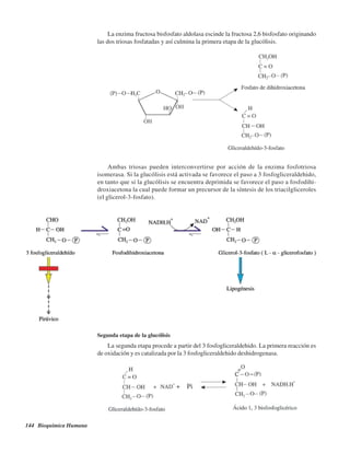 144 Bioquímica Humana
La enzima fructosa bisfosfato aldolasa escinde la fructosa 2,6 bisfosfato originando
las dos triosas fosfatadas y así culmina la primera etapa de la glucólisis.
Ambas triosas pueden interconvertirse por acción de la enzima fosfotriosa
isomerasa. Si la glucólisis está activada se favorece el paso a 3 fosfogliceraldehido,
en tanto que si la glucólisis se encuentra deprimida se favorece el paso a fosfodihi-
droxiacetona la cual puede formar un precursor de la síntesis de los triacilgliceroles
(el glicerol-3-fosfato).
Segunda etapa de la glucólisis
La segunda etapa procede a partir del 3 fosfogliceraldehido. La primera reacción es
de oxidación y es catalizada por la 3 fosfogliceraldehido deshidrogenasa.
http://MedicoModerno.Blogspot.com
 