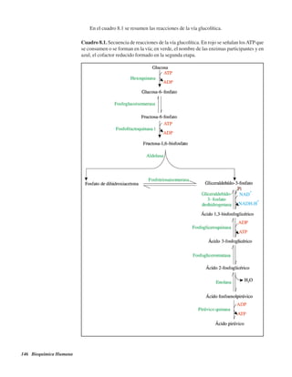146 Bioquímica Humana
En el cuadro 8.1 se resumen las reacciones de la vía glucolítica.
Cuadro 8.1. Secuencia de reacciones de la vía glucolítica. En rojo se señalan losATP que
se consumen o se forman en la vía; en verde, el nombre de las enzimas participantes y en
azul, el cofactor reducido formado en la segunda etapa.
http://MedicoModerno.Blogspot.com
 