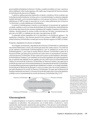Capítulo 8. Metabolismo de los glúcidos 149
posee también afinidad por la fructosa 1-fosfato y cuando esta última se le une cancela su
efecto inhibitorio sobre la glucoquinasa, ello explica que la ingestión de fructosa estimule
la fosforilación de glucosa en el hígado.
La pirúvico quinasa presenta regulación covalente y alostérica. En la covalente, por
fosforilación-desfosforilación, la forma activa es la desfosforilada. La alostérica depende
también del tejido, así la isoenzima hepática es activada por la fructosa 1,6-bisfosfato e
inhibida por el ATP en tanto la muscular no se activa apreciablemente por la fructosa
1,6-bisfosfato y resulta inhibida por la fenilalanina.
La pirúvico deshidrogenasa controla su actividad por el mecanismo de regulación
covalente, también es activa en forma desfosforilada. En la fosforilación y desfosforilación
de la enzima intervienen las dos enzimas reguladoras del complejo; la quinasa y la fosfatasa.
Además, alostéricamente la enzima resulta activada por elevadas concentraciones de
piruvato y de ADP y es inhibida por elevadas concentraciones de ATP .
La principal enzima reguladora de la vía glucolítica es la fosfofructo quinasa 1. Su
regulación es alostérica . Son efectores positivos de la enzima el AMP, el ADP y especial-
mente la fructosa 2,6-bisfosfato; en tanto que son sus efectores negativos elATPy el citrato.
Formación y degradación de la fructosa 2,6 bisfosfato
En el hígado, la formación y degradación de la fructosa 2,6-bisfosfato es catalizada por
una enzima bifuncional, es decir, una enzima que posee dos centros activos. Un centro de
acción quinásica denominado fosfofructoquinasa 2 por la similitud de acción con la
fosfofructoquinasa 1, por el que la enzima forma la fructosa 2,6-bisfosfato a partir de la
fructosa 6 fosfato; por tanto por la acción de este centro activo se incrementa la concentra-
ción de la fructosa 2,6-bisfosfato. El otro centro activo posee acción fosfatásica, denomina-
do bisfosfofructo fosfatasa 2, por similitud con la enzima reguladora de la gluconeogénesis
que se analizará más adelante en este capítulo; por este centro activo la enzima bifuncional
cataliza la conversión de la fructosa 2,6-bisfosfato en fructosa 6 fosfato y por tanto por la
accióndeestecentroactivodelaenzimadisminuyelaconcentracióndefructosa2,6-bisfosfato.
Laenzimabifuncionalpresentaregulaciónpormodulacióncovalente,ensuestadofosforilado,
favorecido por la liberación de glucagón, se activa su centro activo de acción fosfatásico y
por tanto disminuyen los niveles de fructosa 2,6-bisfosfato. En tanto que la liberación de
insulinacontrarrestaesteefectoysefavorecelaaccióndelcentroactivoconacciónquinásica
y debido a esto se incrementarán los niveles de fructosa 2,6-bisfosfato (Fig. 8.13).
Fig. 8.13. Formación y degradación
de la fructosa 2,6 bisfosfato. La en-
zima bifuncional por su centro con
actividadquinásicacatalizalaforma-
ción de la fructosa 2,6 bisfosfato a
partir de fructosa-6-fosfato. El cen-
trofosfatásicoactúasobrelafructosa
2,6 bisfosfato y la convierte en
fructosa-6-fosfato. La fosforilación
de la enzima bifuncional activa el
centrofosfatásico,porloque,enesas
condiciones, disminuyen los niveles
de fructosa 2,6 bisfosfato.
Gluconeogénesis
La gluconeogénesis es el proceso mediante el cual se sintetiza glucosa a partir de
compuestos no glucídicos. Sus precursores son el ácido láctico, el glicerol y varios
aminoácidos denominados aminoácidos glucogenéticos. Este proceso ocurre principal-
mente en el hígado y con menor intensidad en el riñón y se localiza intracelularmente en la
mitocondria y el citosol.
http://MedicoModerno.Blogspot.com
 