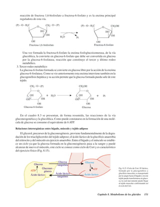 Capítulo 8. Metabolismo de los glúcidos 151
reacción de fructosa 1,6-bisfosfato a fructosa-6-fosfato y es la enzima principal
reguladora de esta vía.
Una vez formada la fructosa-6-fosfato la enzima fosfoglucoisomerasa, de la vía
glucolítica, la convierte en glucosa-6-fosfato que debe ser convertida en glucosa
por la glucosa-6-fosfatasa, reacción que constituye el tercer y último rodeo
metabólico.
3. Tercer rodeo metabólico
La glucosa-6-fosfato formada se convierte en glucosa libre por la acción de la enzima
glucosa-6-fosfatasa. Como se vio anteriormente esta enzima interviene también en la
glucogenólisis hepática y su acción permite que la glucosa formada pueda salir de este
tejido.
En el cuadro 8.3 se presentan, de forma resumida, las reacciones de la vía
gluconeogenética y la glucolítica. Como puede constatarse en la formación de una molé-
cula de glucosa se consume el equivalente de 6 ATP.
Relaciones interorgánicas entre hígado, músculo y tejido adiposo
El glicerol, precursor de la gluconeogénesis, proviene fundamentalmente de la degra-
dación de los triacilgliceroles del tejido adiposo; el ácido láctico de la glucólisis anaerobia
del eritrocito y del músculo en ejercicio anaerobio. Entre el hígado y el músculo se estable-
ce un ciclo ya que la glucosa formada en la gluconeogénesis pasa a la sangre y puede
alcanzar de nuevo el músculo, este ciclo se conoce como ciclo de Cori y es característico
del ejercicio físico (Fig. 8.15).
Fig. 8.15. Ciclo de Cori. El láctico,
formado por la glucogenólisis y
glucólisis muscular, es transportado
por la sangre hasta el hígado y en este
tejido puede transformarse en gluco-
sa, la cual nuevamente puede llegar
al tejido muscular conformando así
el ciclo de Cori.
http://MedicoModerno.Blogspot.com
 