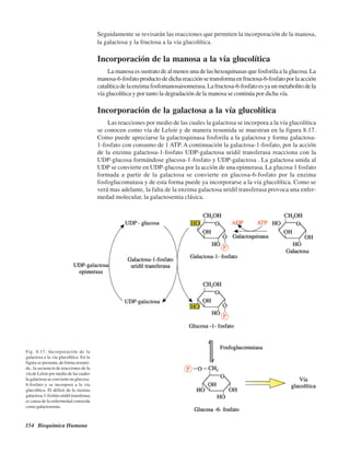 154 Bioquímica Humana
Seguidamente se revisarán las reacciones que permiten la incorporación de la manosa,
la galactosa y la fructosa a la vía glucolítica.
Incorporación de la manosa a la vía glucolítica
La manosa es sustrato de al menos una de las hexoquinasas que fosforila a la glucosa. La
manosa-6-fosfatoproductodedichareacciónsetransformaenfructosa-6-fosfatoporlaacción
catalíticadelaenzimafosfomanosaisomerasa.Lafructosa-6-fosfatoesyaunmetabolitodela
vía glucolítica y por tanto la degradación de la manosa se continúa por dicha vía.
Incorporación de la galactosa a la vía glucolítica
Las reacciones por medio de las cuales la galactosa se incorpora a la vía glucolítica
se conocen como vía de Leloir y de manera resumida se muestran en la figura 8.17.
Como puede apreciarse la galactoquinasa fosforila a la galactosa y forma galactosa-
1-fosfato con consumo de 1 ATP. A continuación la galactosa-1-fosfato, por la acción
de la enzima galactosa-1-fosfato UDP-galactosa uridil transferasa reacciona con la
UDP-glucosa formándose glucosa-1-fosfato y UDP-galactosa . La galactosa unida al
UDP se convierte en UDP-glucosa por la acción de una epimerasa. La glucosa 1 fosfato
formada a partir de la galactosa se convierte en glucosa-6-fosfato por la enzima
fosfoglucomutasa y de esta forma puede ya incorporarse a la vía glucolítica. Como se
verá mas adelante, la falta de la enzima galactosa uridil transferasa provoca una enfer-
medad molecular, la galactosemia clásica.
Fig. 8.17. Incorporación de la
galactosa a la vía glucolítica. En la
figura se presenta, de forma resumi-
da , la secuencia de reacciones de la
vía de Leloir por medio de las cuales
la galactosa se convierte en glucosa-
6-fosfato y se incorpora a la vía
glucolítica. El déficit de la enzima
galactosa-1-fosfato uridil transferasa
es causa de la enfermedad conocida
como galactosemia.
http://MedicoModerno.Blogspot.com
 