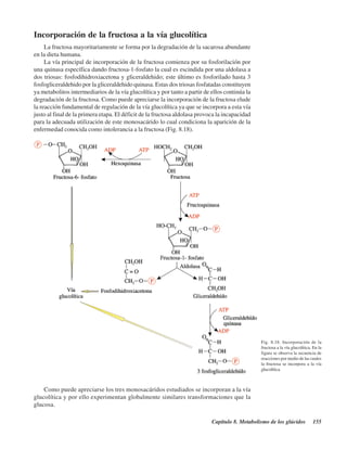 Capítulo 8. Metabolismo de los glúcidos 155
Incorporación de la fructosa a la vía glucolítica
La fructosa mayoritariamente se forma por la degradación de la sacarosa abundante
en la dieta humana.
La vía principal de incorporación de la fructosa comienza por su fosforilación por
una quinasa específica dando fructosa-1-fosfato la cual es escindida por una aldolasa a
dos triosas: fosfodihidroxiacetona y gliceraldehido; este último es fosforilado hasta 3
fosfogliceraldehido por la gliceraldehido quinasa. Estas dos triosas fosfatadas constituyen
ya metabolitos intermediarios de la vía glucolítica y por tanto a partir de ellos continúa la
degradación de la fructosa. Como puede apreciarse la incorporación de la fructosa elude
la reacción fundamental de regulación de la vía glucolítica ya que se incorpora a esta vía
justo al final de la primera etapa. El déficit de la fructosa aldolasa provoca la incapacidad
para la adecuada utilización de este monosacárido lo cual condiciona la aparición de la
enfermedad conocida como intolerancia a la fructosa (Fig. 8.18).
Fig. 8.18. Incorporación de la
fructosa a la vía glucolítica. En la
figura se observa la secuencia de
reacciones por medio de las cuales
la fructosa se incorpora a la vía
glucolítica.
Como puede apreciarse los tres monosacáridos estudiados se incorporan a la vía
glucolítica y por ello experimentan globalmente similares transformaciones que la
glucosa.
http://MedicoModerno.Blogspot.com
 