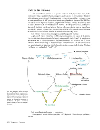 156 Bioquímica Humana
Ciclo de las pentosas
La vía de oxidación directa de la glucosa o vía del fosfogluconato o ciclo de las
pentosas reviste especial importancia en algunos tejidos, como los lipogenéticos (hígado y
tejido adiposo), eritrocitos, el cristalino y otros. La energía que se libera en el proceso no
se conserva en forma deATPsino de equivalentes de reducción en forma de NADPH. Esta
vía consta de dos etapas: la oxidativa, de glucosa-6-fosfato a ribulosa-5-fosfato, y la no
oxidativa de ribulosa-5-fosfato a fructosa-6-fosfato + 3 fosfogliceraldehido. Dado que la
fructosa-6-fosfato se puede convertir en glucosa-6-fosfato, de esta manera se conforma
un ciclo. La segunda etapa se caracteriza por una serie de reacciones de interconversión
de monosacáridos de distinto número de átomos de carbono (Fig 8.19).
En la primera etapa las reacciones proceden de la siguiente manera:
La glucosa-6-(P) es convertida en 6 fosfogluconolactona por acción de la enzima
glucosa-6-fosfato deshidrogenasa. En la reacción una molécula de NADP+
se convierte en
NADPH.H+
. En el paso siguiente esta lactona experimenta una hidrólisis por la acción
catalítica de una lactonasa y se produce ácido 6 fosfoglucónico. Una descarboxilación
con la participación de la enzima 6 fosfogluconico deshidrogenasa rinde ribulosa-5-fosfato
y se forma otra molécula de NADPH.H+
.
Fig. 8.19. Resumen del ciclo de las
pentosas. En la figura se muestra , de for-
ma resumida, la secuencia de reacciones
del ciclo de las pentosas y se evidencia su
relación con la vía glucolítica, además se
indican los vínculos con la síntesis de
nucleótidos y de lípidos a través de la
ribosa-5-fosfatoydelosNADPH,respec-
tivamente.
En la segunda etapa el proceso es como sigue:
La fosfopentosa isomerasa interconvierte las 2 pentosas: 5 fosforibulosa y ribosa-5
fosfato
http://MedicoModerno.Blogspot.com
 