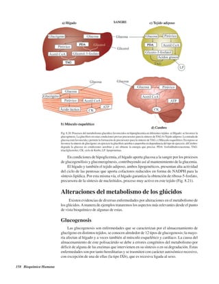 158 Bioquímica Humana
Fig. 8.20. Procesos del metabolismo glucídico favorecidos en hiperglucemia en diferentes tejidos. a) Hígado: se favorece la
glucogénesis. La glucólisis en estas condiciones provee precursores para la síntesis deTAG. b) Tejido adiposo: La entrada de
glucosa está favorecida y permite la formación de precursores para la síntesis de TAG. c) Músculo esquelético. En reposo se
favorece la síntesis de glucógeno; en ejercicio la glucólisis aerobia o anaerobia en dependencia del tipo de ejercicio. d)Cerebro:
degrada la glucosa en condiciones aerobias y así obtiene la energía que precisa. PDA: fosfodihidroxiacetona; TAG:
triacilgliceroles; CK: ciclo de Krebs; LP: lipoproteínas.
En condiciones de hipoglicemia, el hígado aporta glucosa a la sangre por los procesos
de glucogenólisis y gluconeogénesis, contribuyendo así al mantenimiento de la glucemia.
El hígado y también el tejido adiposo, ambos lipogenéticos, presentan alta actividad
del ciclo de las pentosas que aporta cofactores reducidos en forma de NADPH para la
síntesis lipídica. Por esta misma vía, el hígado garantiza la obtención de ribosa-5-fosfato,
precursora de la síntesis de nucleótidos, proceso muy activo en este tejido (Fig. 8.21).
Alteraciones del metabolismo de los glúcidos
Existen evidencias de diversas enfermedades por alteraciones en el metabolismo de
los glúcidos.Amanera de ejemplos trataremos los aspectos más relevantes desde el punto
de vista bioquímico de algunas de estas.
Glucogenosis
Las glucogenosis son enfermedades que se caracterizan por el almacenamiento de
glucógeno en distintos tejidos, se conocen alrededor de 12 tipos de glucogenosis; la mayo-
ría afectan al hígado y a veces también al músculo esquelético y cardíaco. La causa del
almacenamiento de este polisacárido se debe a errores congénitos del metabolismo por
déficit de alguna de las enzimas que intervienen en su síntesis o en su degradación. Estas
enfermedades son por tanto hereditarias y se trasmiten con carácter autosómico recesivo,
con excepción de una de ellas (la tipo IXb), que es recesiva ligada al sexo.
http://MedicoModerno.Blogspot.com
 