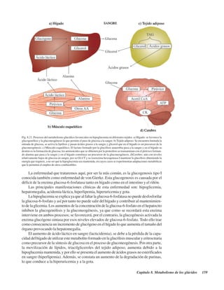 Capítulo 8. Metabolismo de los glúcidos 159
La enfermedad que trataremos aquí, por ser la más común, es la glucogenosis tipo I
conocida también como enfermedad de von Gierke. Esta glucogenosis es causada por el
déficit de la enzima glucosa-6-fosfatasa tanto en hígado como en el intestino y el riñón.
Las principales manifestaciones clínicas de esta enfermedad son: hipoglicemia,
hepatomegalia, acidemia láctica, hiperlipemia, hiperuricemia y gota.
La hipoglucemia se explica ya que al faltar la glucosa-6-fosfatasa no puede desfosforilar
la glucosa-6-fosfato y así por tanto no puede salir del hígado y contribuir al mantenimien-
to de la glicemia. Los aumentos de la concentración de la glucosa-6-fosfato en el hepatocito
inhiben la glucogenólisis y la gluconeogénesis, ya que como se recordará esta enzima
interviene en ambos procesos; se favorecerá, por el contrario, la glucogénesis activada la
enzima glucógeno sintasa por esos niveles elevados de glucosa-6-fosfato. Todo ello trae
como consecuencia un incremento de glucógeno en el hígado lo que aumenta el tamaño del
órgano provocando la hepatomegalia.
El aumento de ácido láctico en sangre (lacticidemia), se debe a la pérdida de la capa-
cidad del hígado de utilizar este metabolito formado en la glucólisis muscular y eritrocitaria
como precursor de la síntesis de glucosa en el proceso de gluconeogénesis. Por otra parte,
la movilización de lípidos, triacilgliceroles del tejido adiposo, aumenta debido a la
hipoglucemia mantenida, y por ello se presenta el aumento de ácidos grasos no esterificados
en sangre (hiperlipemia). Además, se constata un aumento de la degradación de purinas,
lo que conduce a la hiperuricemia y a la gota.
Fig. 8.21. Procesos del metabolismo glucídico favorecidos en hipoglucemia en diferentes tejidos. a) Hígado: se favorece la
glucogenólisis y la gluconeogénesis lo que permite el paso de glucosa a la sangre. b)Tejido adiposo: Se encuentra limitada la
entrada de glucosa, se activa la lipólisis y pasan ácidos grasos a la sangre y glicerol que en el hígado es un precursor de la
gluconeogénesis. c) Músculo esquelético. El lactato formado por la glucólisis anaerobia pasa a la sangre y en el hígado su
destino es la formación de glucosa; los aminoácidos que se obtienen por la proteolisis se transaminan con el pirúvico forman-
do alanina que pasa a la sangre y en el hígado constituye un precursor de la gluconeogénesis. d)Cerebro: aún con niveles
relativamente bajos de glucosa en sangre, por su GLUT y su isoenzima hexoquinasa I mantiene la glucólisis obteniendo la
energía que requiere, a no ser que la hipoglucemia sea mantenida, en cuyos casos se experimentan adaptaciones metabólicas
que le permiten el empleo de otros combustibles.
http://MedicoModerno.Blogspot.com
 