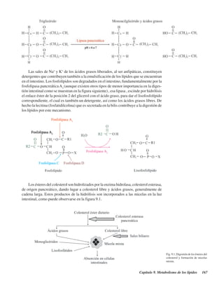 Capítulo 9. Metabolismo de los lípidos 167
Las sales de Na+
y K+
de los ácidos grasos liberados, al ser anfipáticas, constituyen
detergentes que contribuyen también a la emulsificación de los lípidos que se encuentran
en el intestino. Los fosfolípidos son degradados en el intestino, fundamentalmente por la
fosfolipasa pancreáticaA2
(aunque existen otros tipos de menor importancia en la diges-
tión intestinal como se muestran en la figura siguiente) , esa lipasa , escinde por hidrólisis
el enlace éster de la posición 2 del glicerol con el ácido graso, para dar el lisofosfolípido
correspondiente, el cual es también un detergente, así como los ácidos grasos libres. De
hecho la lecitina (fosfatidilcolina) que es secretada en la bilis contribuye a la digestión de
los lípidos por este mecanismo.
Fig. 9.1. Digestión de los ésteres del
colesterol y formación de micelas
mixtas.
Los ésteres del colesterol son hidrolizados por la enzima hidrolasa, colesterol esterasa,
de origen pancreático, dando lugar a colesterol libre y ácidos grasos, generalmente de
cadena larga. Estos productos de la hidrólisis son incorporados a las micelas en la luz
intestinal, como puede observarse en la figura 9.1.
http://MedicoModerno.Blogspot.com
 