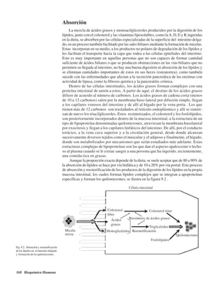 168 Bioquímica Humana
Absorción
La mezcla de ácidos grasos y monoacilgliceroles producidos por la digestión de los
lípidos, junto con el colesterol y las vitaminas liposolubles, como laA, D, E y K ingeridas
en la dieta, se absorben por las células especializadas de la superficie del intestino delga-
do, en un proceso también facilitado por las sales biliares mediante la formación de micelas.
Estas incorporan en su medio, a los productos no polares de degradación de los lípidos y
les facilitan el transporte hacia la capa que rodea a las células epiteliales del intestino.
Esto es muy importante en aquellas personas que no son capaces de formar cantidad
suficiente de ácidos biliares o que se producen obstrucciones en las vías biliares que no
permiten su llegada al intestino, no hay una buena digestión ni absorción de los lípidos y
se eliminan cantidades importantes de estos en sus heces (esteatorrea), como también
sucede con las enfermedades que afectan a la secreción pancreática de las enzimas con
actividad de lipasa, como la fibrosis quística y la pancreatitis crónica.
Dentro de las células intestinales, los ácidos grasos forman complejos con una
proteína intestinal de unión a estos. A partir de aquí, el destino de los ácidos grasos
difiere de acuerdo al número de carbonos. Los ácidos grasos de cadena corta (menos
de 10 a 12 carbonos) salen por la membrana baso-lateral por difusión simple, llegan
a los capilares venosos del intestino y de allí al hígado por la vena porta . Los que
tienen más de 12 carbonos son trasladados al retículo endoplásmico y allí se sinteti-
zan de nuevo los triacilgliceroles. Estos resintetizados, el colesterol y los fosfolípidos,
son posteriormente incorporados dentro de la mucosa intestinal, a la estructura de un
tipo de lipoproteína denominadas quilomicrones, atraviesan la membrana basolateral
por exocitosis y llegan a los capilares linfáticos del intestino. De allí, por el conducto
torácico, a la vena cava superior y a la circulación general, desde donde alcanzan
sucesivamente diversos tejidos como el muscular y el adiposo y finalmente, el hígado,
donde son metabolizados por mecanismos que serán estudiados más adelante. Estas
estructuras complejas de lipoproteínas son las que dan el aspecto opalescente o lecho-
so al plasma cuando se le extrae sangre a una persona que ha ingerido, recientemente,
una comida rica en grasas.
Aunque la proporción exacta depende de la dieta, se suele aceptar que de 80 a 90% de
la absorción de lípidos se hace por vía linfática y de 10 a 20% por vía portal. Este proceso
de absorción y reesterificación de los productos de la digestión de los lípidos en la propia
mucosa intestinal, los cuales forman lípidos complejos que se integran a apoproteínas
específicas y forman los quilomicrones, se ilustra en la figura 9.2 .
Fig.9.2. Absorcióny reesterificación
de los lípidos en el intestino delgado
y formación de los quilomicrones.
http://MedicoModerno.Blogspot.com
 