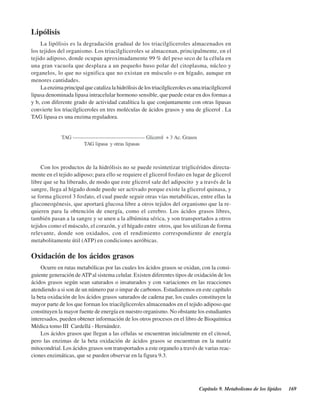 Capítulo 9. Metabolismo de los lípidos 169
Lipólisis
La lipólisis es la degradación gradual de los triacilgliceroles almacenados en
los tejidos del organismo. Los triacilgliceroles se almacenan, principalmente, en el
tejido adiposo, donde ocupan aproximadamente 99 % del peso seco de la célula en
una gran vacuola que desplaza a un pequeño huso polar del citoplasma, núcleo y
organelos, lo que no significa que no existan en músculo o en hígado, aunque en
menores cantidades.
La enzima principal que cataliza la hidrólisis de los triacilgliceroles es una triacilglicerol
lipasa denominada lipasa intracelular hormono sensible, que puede estar en dos formas a
y b, con diferente grado de actividad catalítica la que conjuntamente con otras lipasas
convierte los triacilgliceroles en tres moléculas de ácidos grasos y una de glicerol . La
TAG lipasa es una enzima reguladora.
Con los productos de la hidrólisis no se puede resintetizar triglicéridos directa-
mente en el tejido adiposo; para ello se requiere el glicerol fosfato en lugar de glicerol
libre que se ha liberado, de modo que este glicerol sale del adipocito y a través de la
sangre, llega al hígado donde puede ser activado porque existe la glicerol quinasa, y
se forma glicerol 3 fosfato, el cual puede seguir otras vías metabólicas, entre ellas la
gluconeogénesis, que aportará glucosa libre a otros tejidos del organismo que la re-
quieren para la obtención de energía, como el cerebro. Los ácidos grasos libres,
también pasan a la sangre y se unen a la albúmina sérica, y son transportados a otros
tejidos como el músculo, el corazón, y el hígado entre otros, que los utilizan de forma
relevante, donde son oxidados, con el rendimiento correspondiente de energía
metabolitamente útil (ATP) en condiciones aeróbicas.
Oxidación de los ácidos grasos
Ocurre en rutas metabólicas por las cuales los ácidos grasos se oxidan, con la consi-
guiente generación deATPal sistema celular. Existen diferentes tipos de oxidación de los
ácidos grasos según sean saturados o insaturados y con variaciones en las reacciones
atendiendo a si son de un número par o impar de carbonos. Estudiaremos en este capítulo
la beta oxidación de los ácidos grasos saturados de cadena par, los cuales constituyen la
mayor parte de los que forman los triacilgliceroles almacenados en el tejido adiposo que
constituyen la mayor fuente de energía en nuestro organismo. No obstante los estudiantes
interesados, pueden obtener información de los otros procesos en el libro de Bioquímica
Médica tomo III Cardellá - Hernández.
Los ácidos grasos que llegan a las células se encuentran inicialmente en el citosol,
pero las enzimas de la beta oxidación de ácidos grasos se encuentran en la matriz
mitocondrial. Los ácidos grasos son transportados a este organelo a través de varias reac-
ciones enzimáticas, que se pueden observar en la figura 9.3.
http://MedicoModerno.Blogspot.com
 