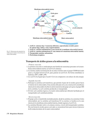170 Bioquímica Humana
Transporte de ácidos grasos a la mitocondria
Primera reacción.
1. La primera reacción es catalizada por una familia de isoenzimas presentes en la mem-
brana mitocondrial externa, laAcil-CoA-sintetasa.
2. La enzima cataliza la formación de un enlace tioéster entre el grupo COOH del ácido
graso y el grupo tiol de la CoA, para generar un acil-CoA. En forma simultánea se
hidroliza ATP a AMP y PPi.
3. Los acil-CoAal igual que el acetil- CoA son compuestos con enlaces de alta energía
Segunda reacción.
1. Participa la carnitina-acil-transferasa, que permite el paso de los ácidos grasos hacia
el interior de la mitocondria. Esta enzima ubicada en la cara externa de la membrana
interna de la mitocondria facilita la unión transitoria del grupo acil-graso al grupo OH
de la carnitina. La acil-carnitina producida es transportada.
2. El éster acil-carnitina ingresa a la matriz mitocondrial por difusión facilitada por el
transportador acil-carnitina/carnitina.
Tercera reacción.
1. El grupo acilo es transferido enzimáticamente, desde la carnitina a la coenzimaAintra
mitocondrial, por la carnitina acil-transferasa II. La enzima se localiza en la cara
interna de la membrana mitocondrial interna, donde regenera el acil-CoA.
2. La carnitina liberada vuelve a la cámara externa, a través del transportador carnitina.
De esta forma los ácidos grasos activados se encuentran listos para iniciar el proceso
de β oxidación dentro de la matriz mitocondrial.
Fig. 9.3. Mecanismo de entrada de los
ácidos grasos desde el citosol hacia la
matriz mitocondrial.
http://MedicoModerno.Blogspot.com
 