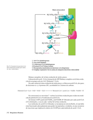 172 Bioquímica Humana
Fig. 9.4. Secuencia de reacciones de la
beta oxidación de un ácido graso satura-
do. (una “vuelta” típica).
Balance energético de la beta oxidación de ácidos grasos.
Liberación del acetil - CoAy formación deATP. Balance completo con la beta oxida-
ción de un grupo acilo de 16 C (Palmitoil – CoA).
En cada vuelta de la beta oxidación de ácido grasos, se libera un acetil CoA, dos pares
de electrones (e-) y 4 protones (H+
), acortándolo en 2 átomos de carbono.
En consecuencia se necesitan 7 “vueltas” en la beta oxidación para oxidar una molé-
cula de palmitoil-CoA a 8 moléculas de acetil-CoA.
Se forman 4ATP a partir del FADH2
y del NADH. H+
liberados por cada acetil-CoA
(2 C) eliminados, o sea en cada “vuelta” de la beta oxidación.
Las moléculas de acetil CoA liberadas se incorporan al ciclo de Krebs, el cual debe
estar funcionado adecuadamente para poder incorporarlas y oxidarlas, en una secuencia
de reacciones que implican la síntesis de 10 ATP por cada molécula de acetil - CoA.
http://MedicoModerno.Blogspot.com
 
